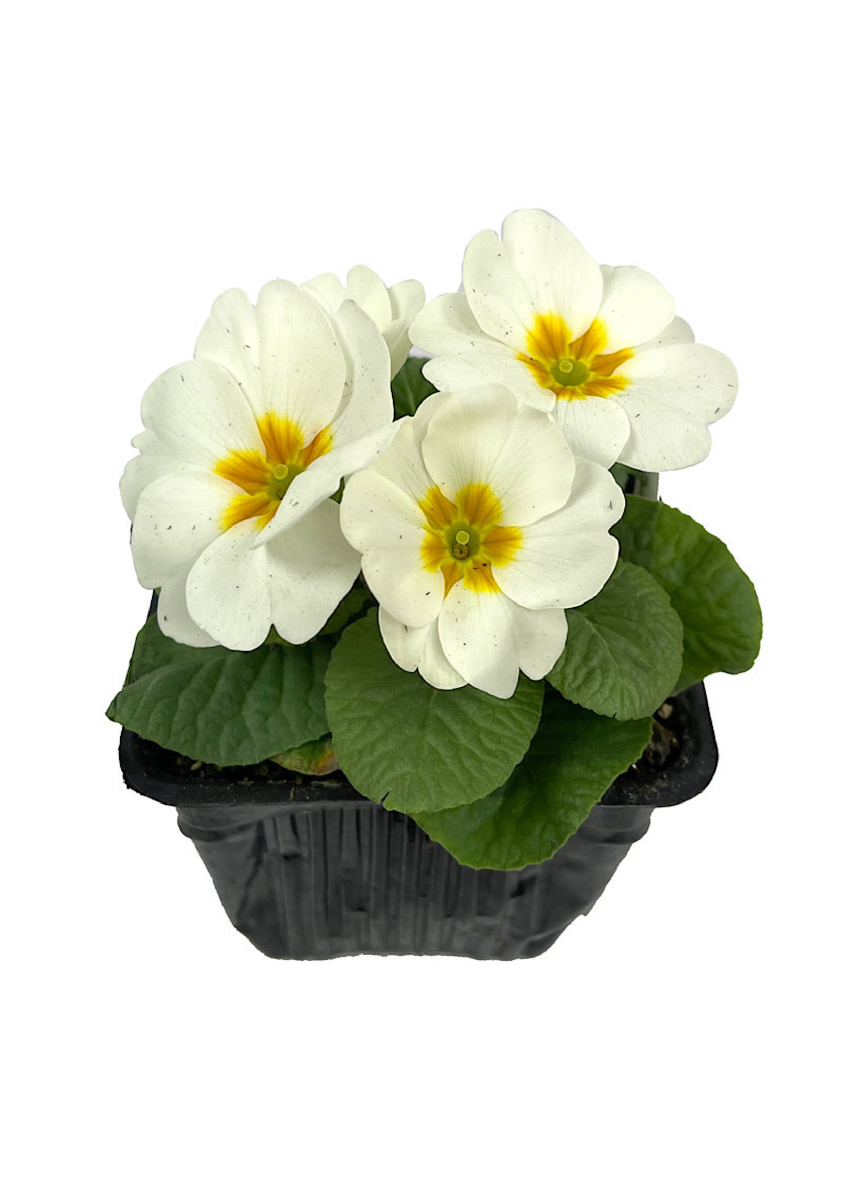 Primrose 4 Inch