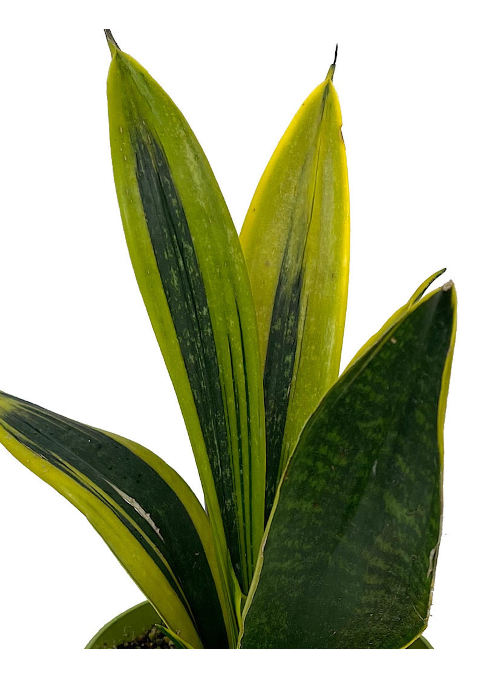 Sansevieria trifasciata 'Gold Flame' 6 Inch