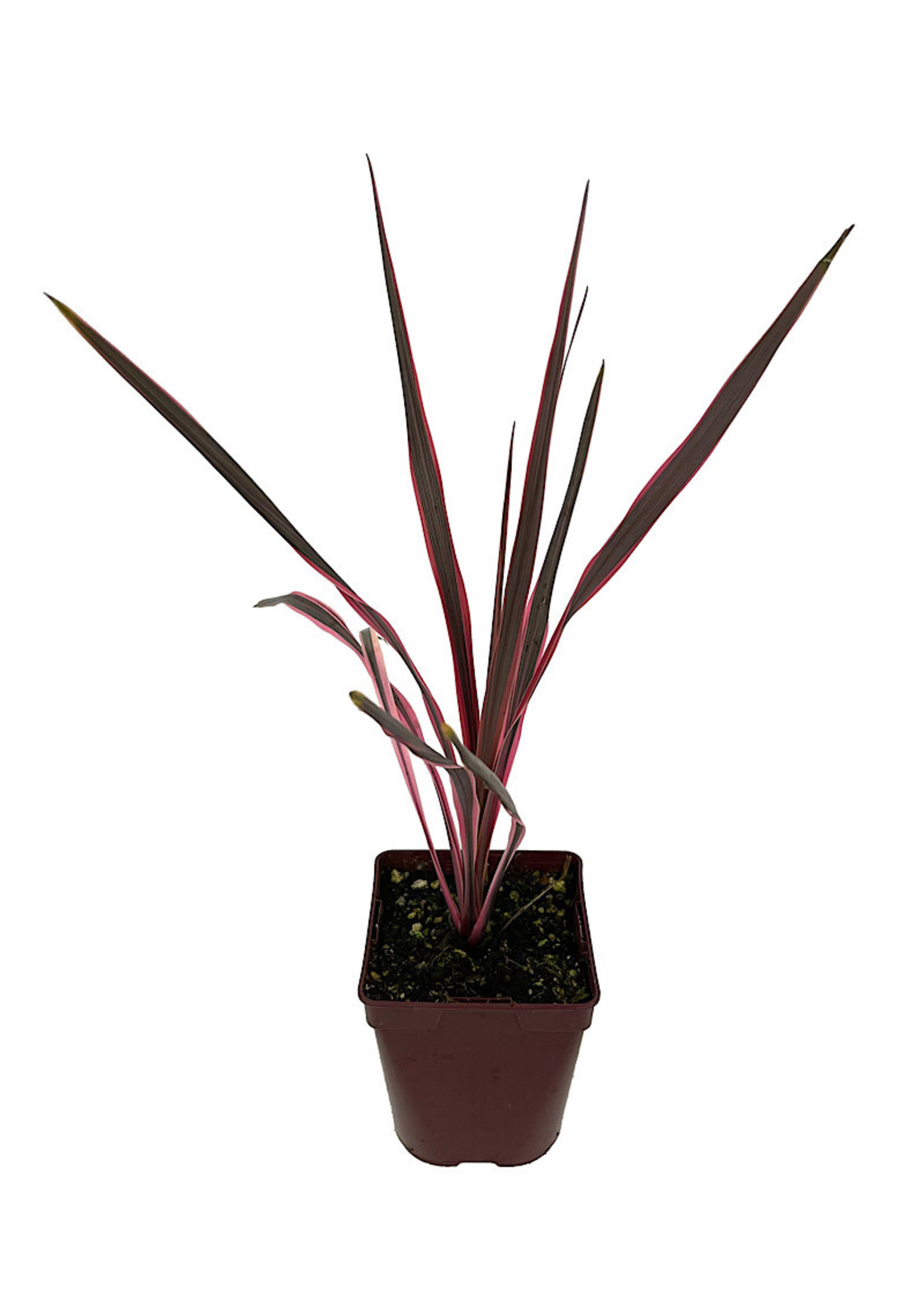 15-30cm Incl. Pot Cabbage Palm Evergreen Potted Grassy Shrub Cordyline Southern Splendour