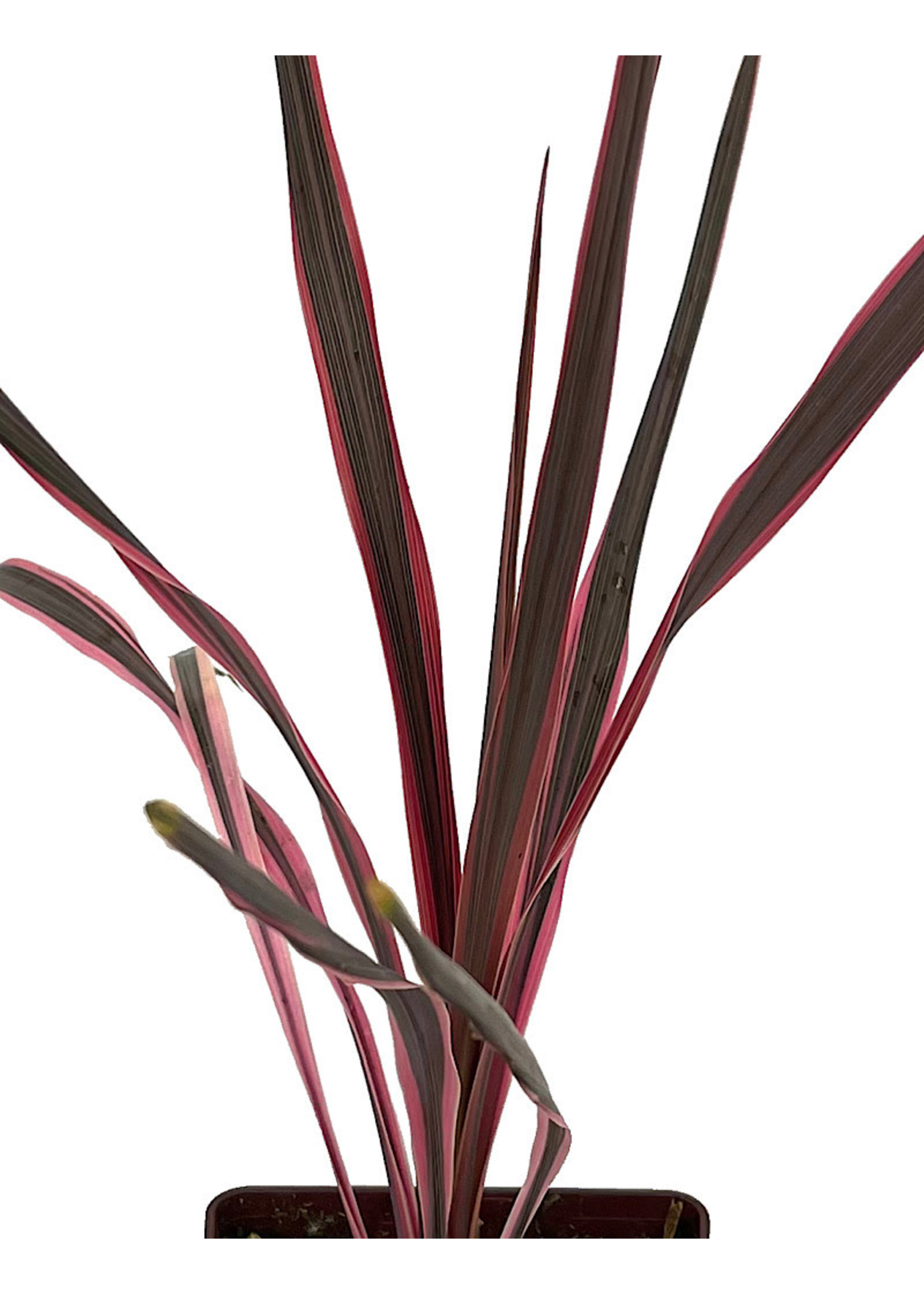 Cordyline 'Southern Splendor' Quart