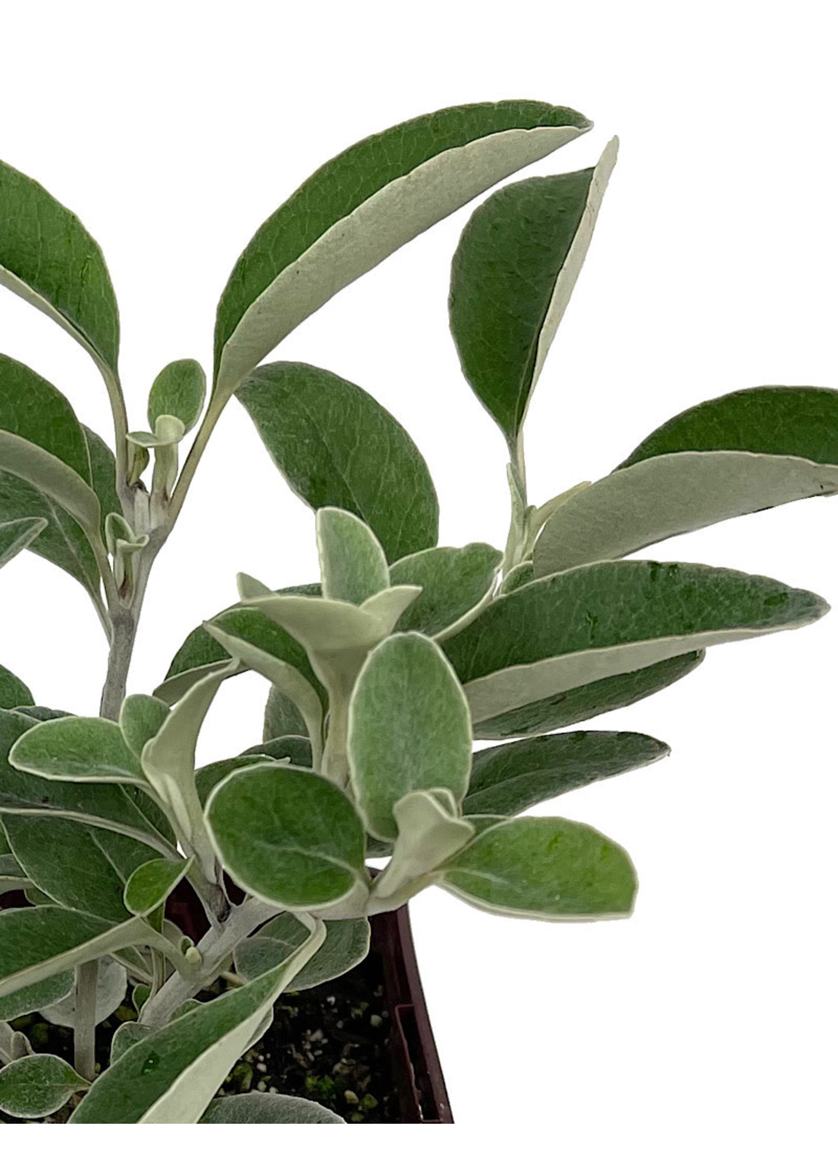 Senecio greyi Quart