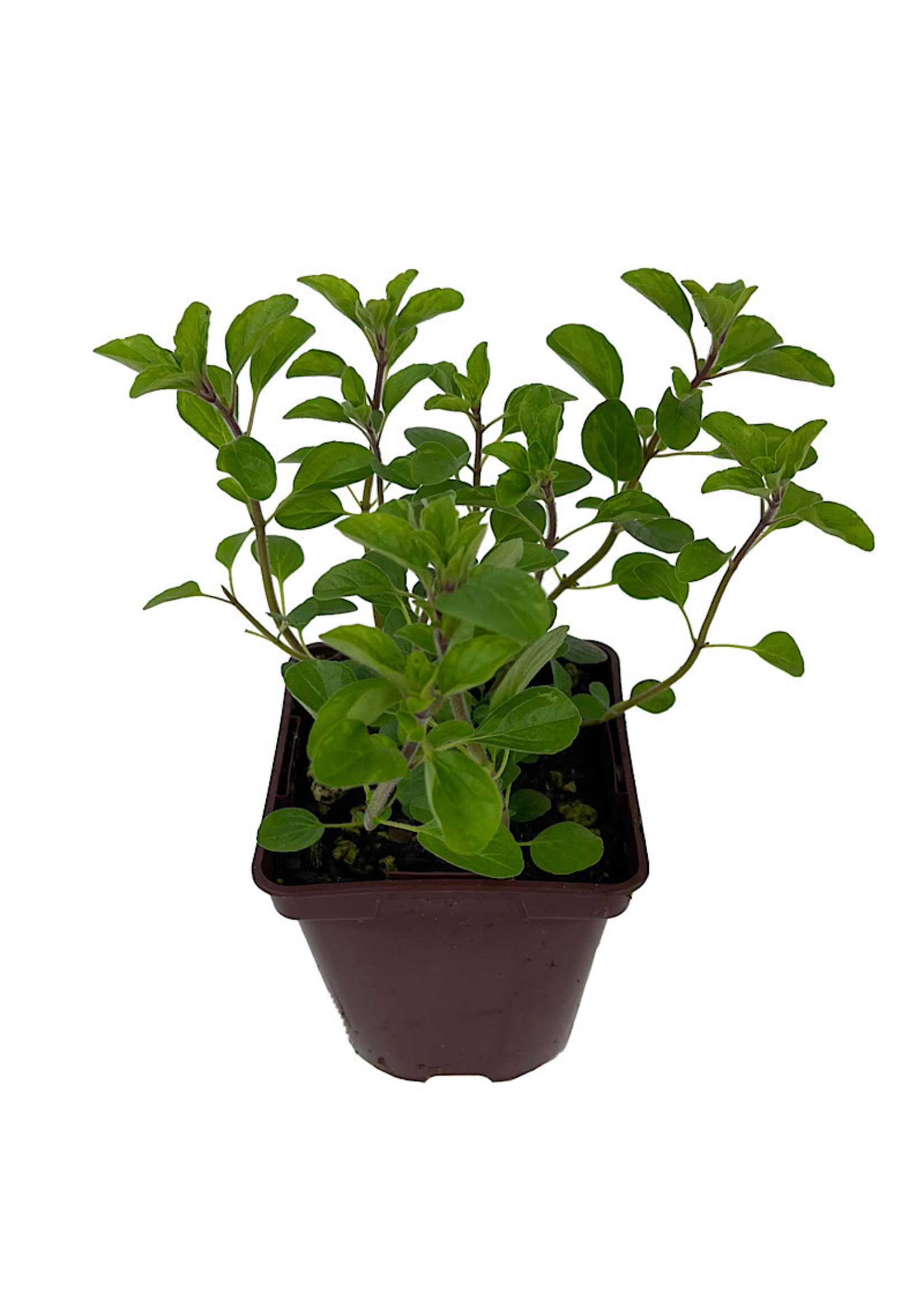 Oregano 'Sicilian' 4 Inch