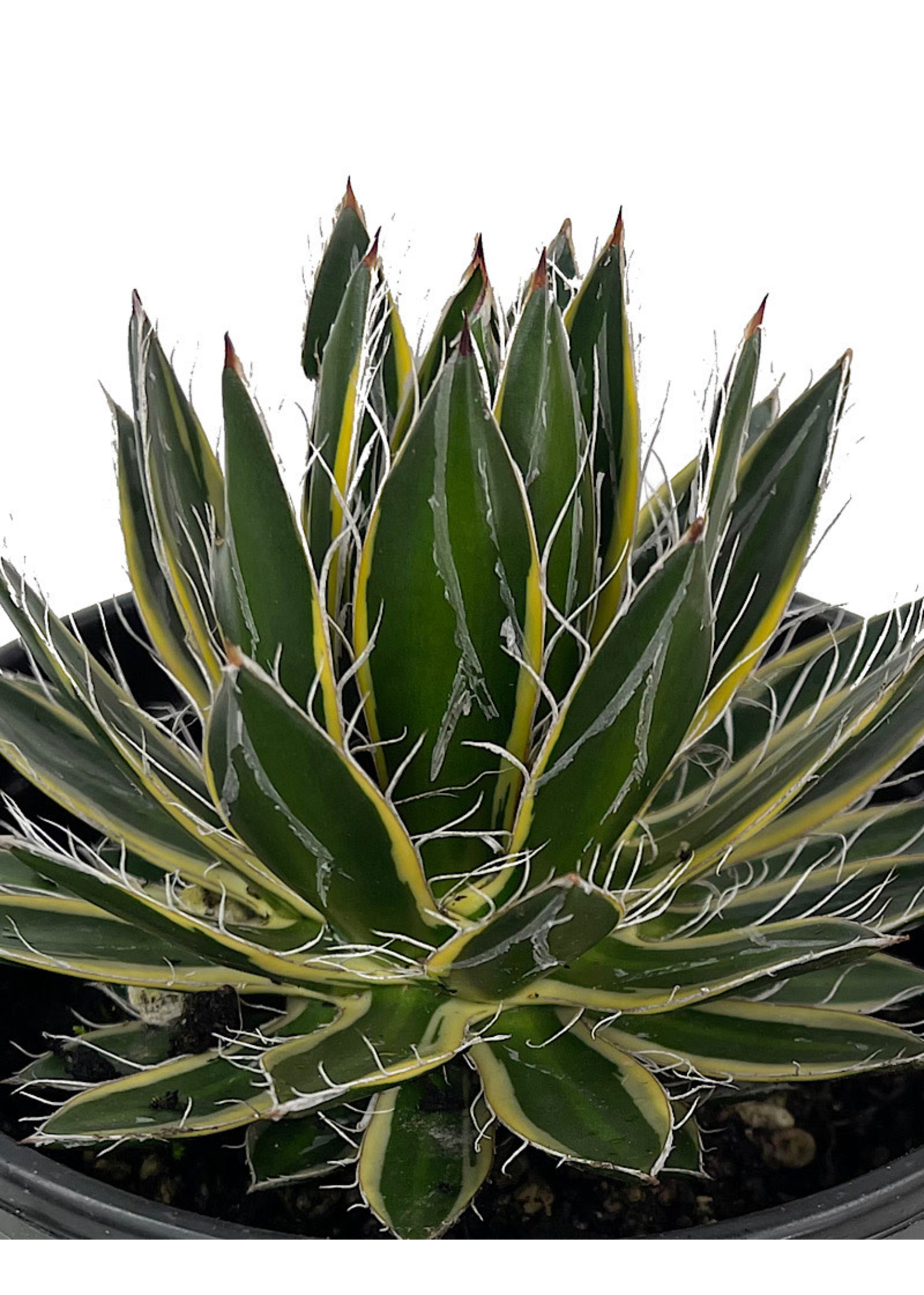 Agave schidigira ‘Shira-Ito-No-Ohi’ 1 Gallon