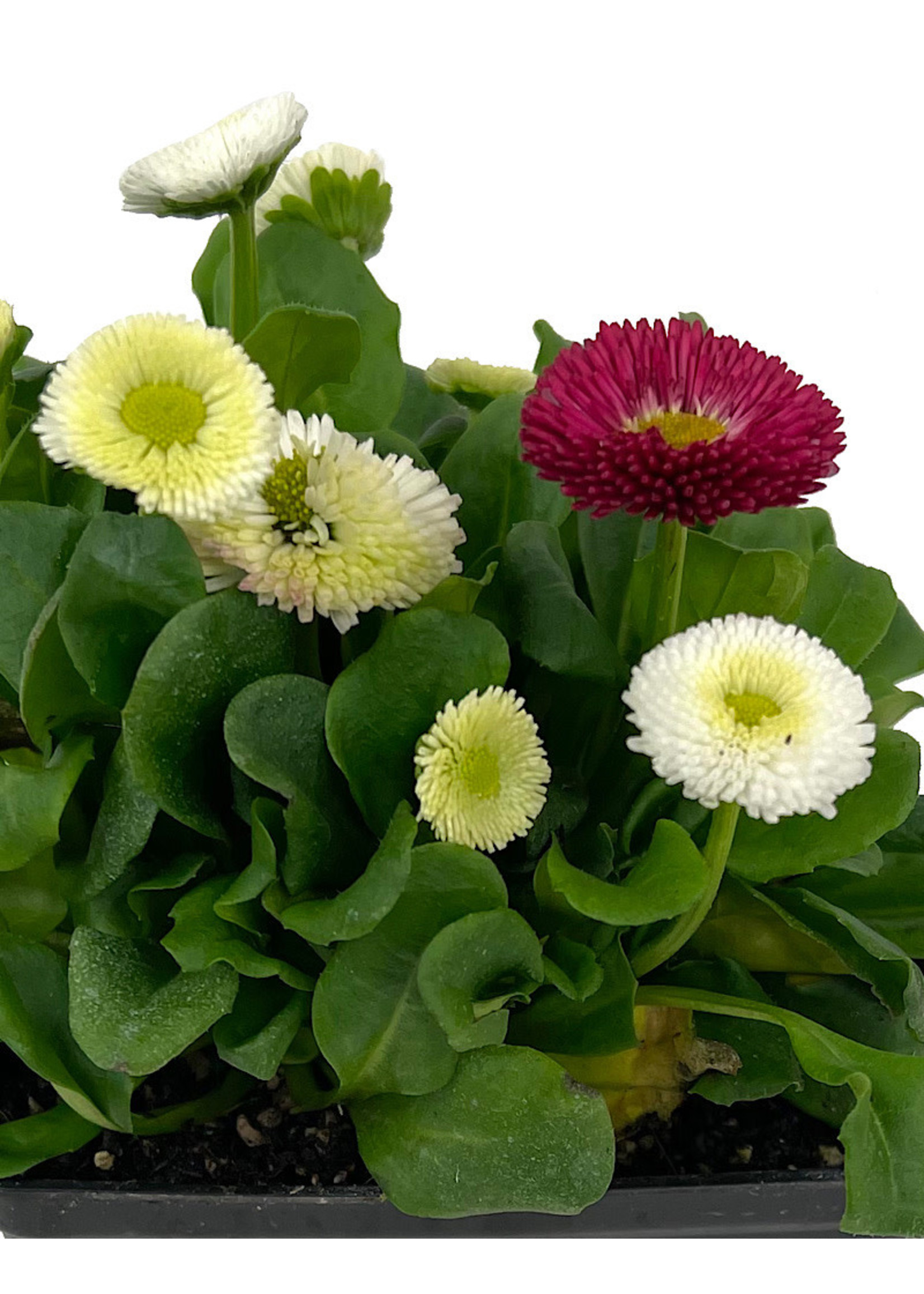 Bellis perennis 'Speedstar Mix' 4 Inch