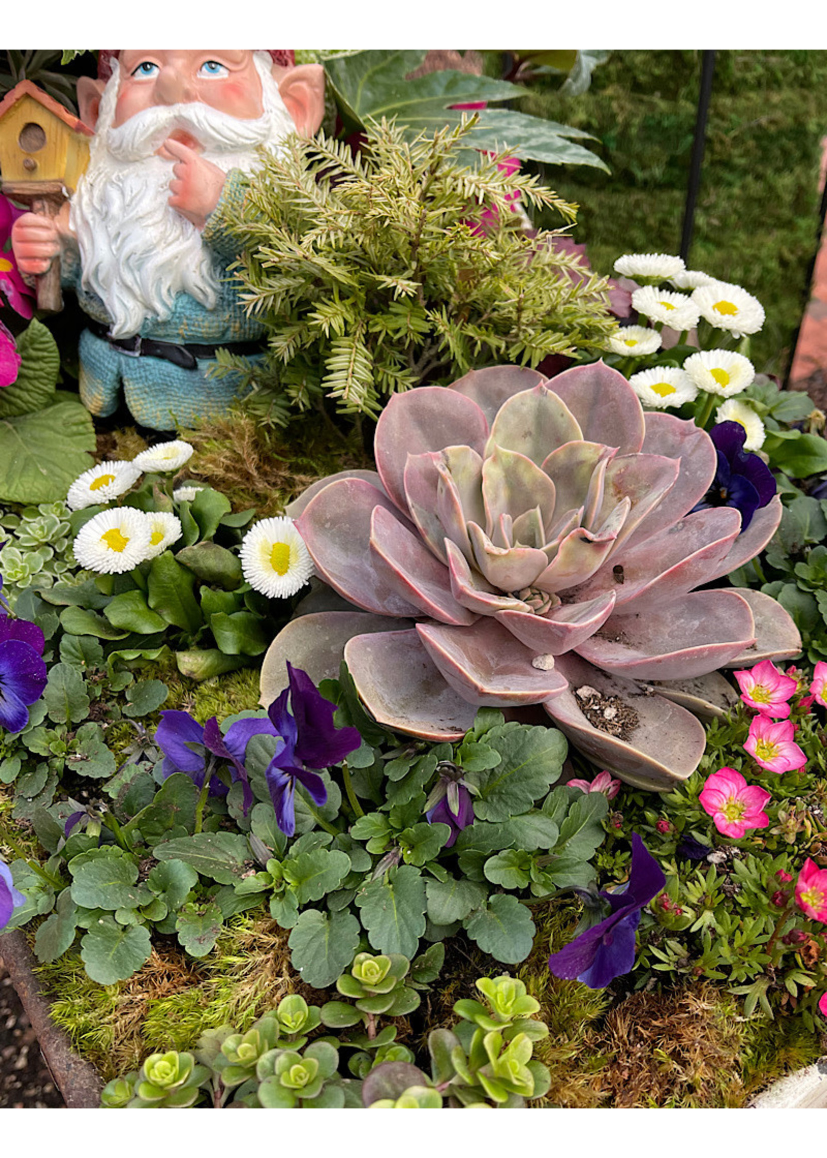 Saxifraga 'Alpino Early Magic Salmon' 4 Inch