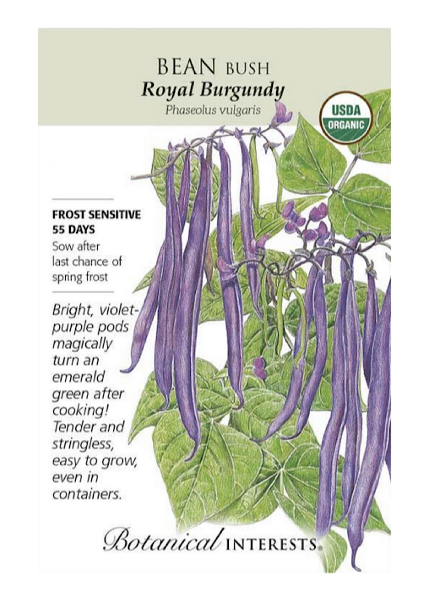 Bean Bush 'Royal Burgundy' Org Seed Pack