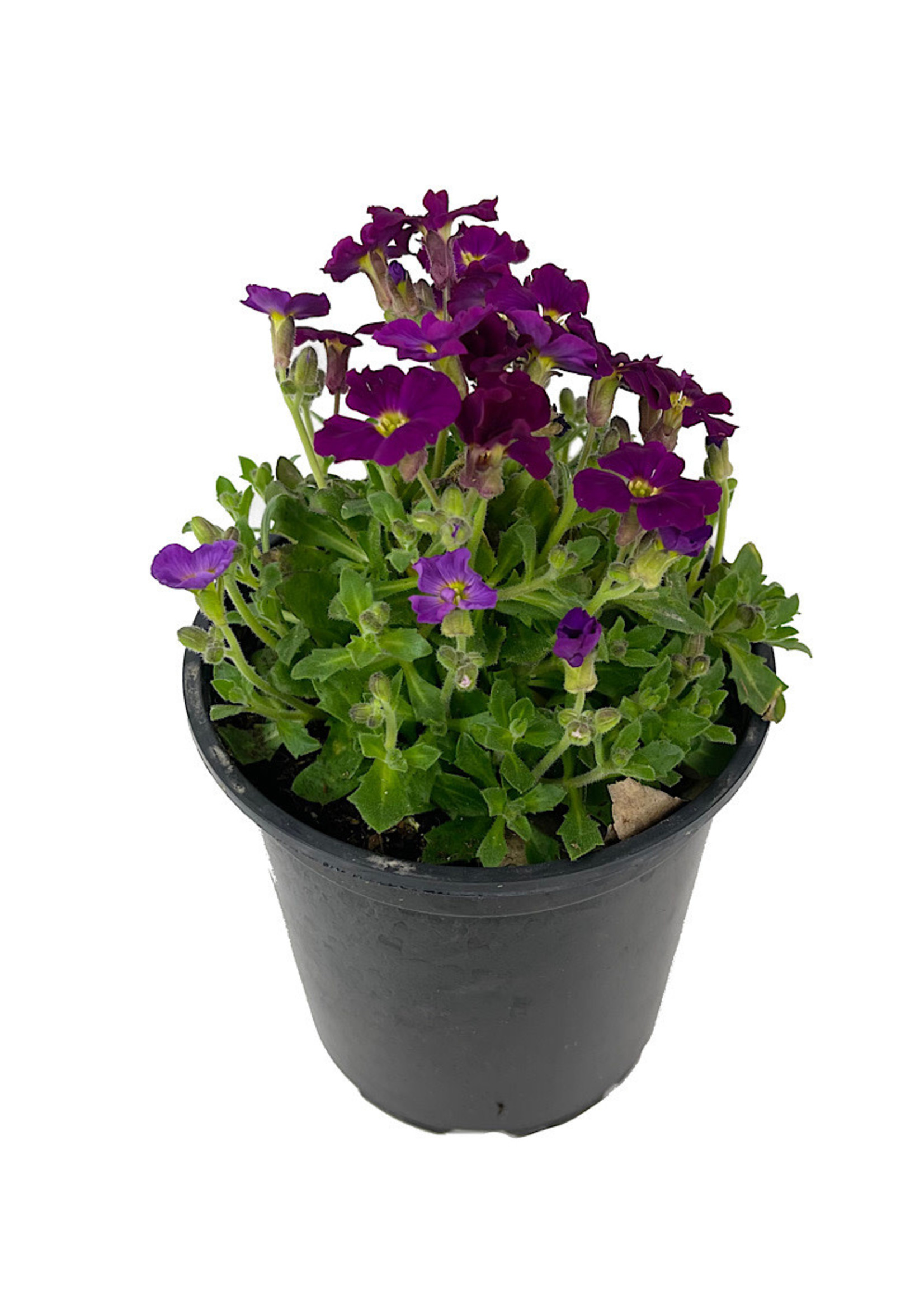 Aubrieta 'Axcent Burgundy Imp.' Quart