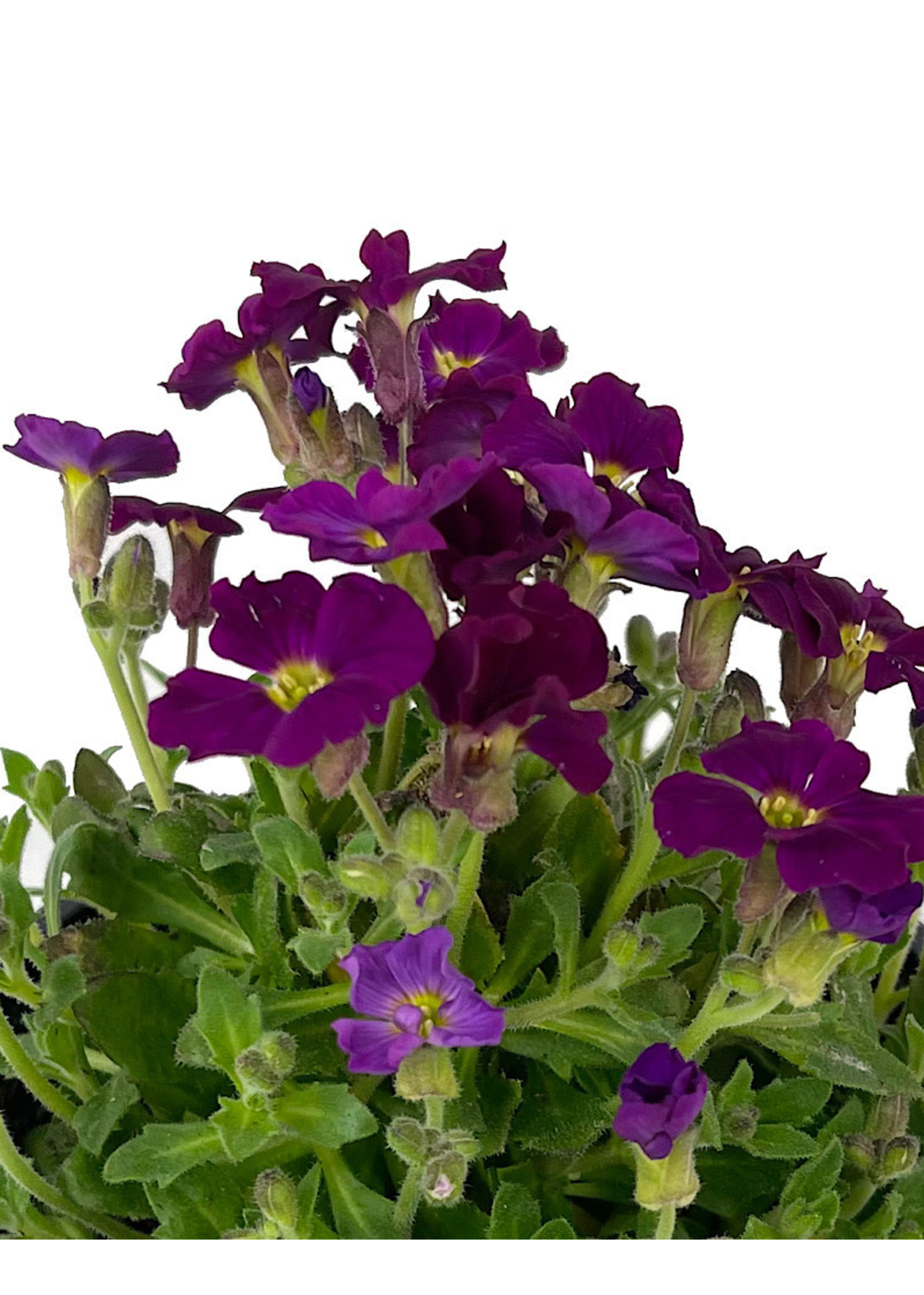 Aubrieta 'Axcent Burgundy Imp.' Quart