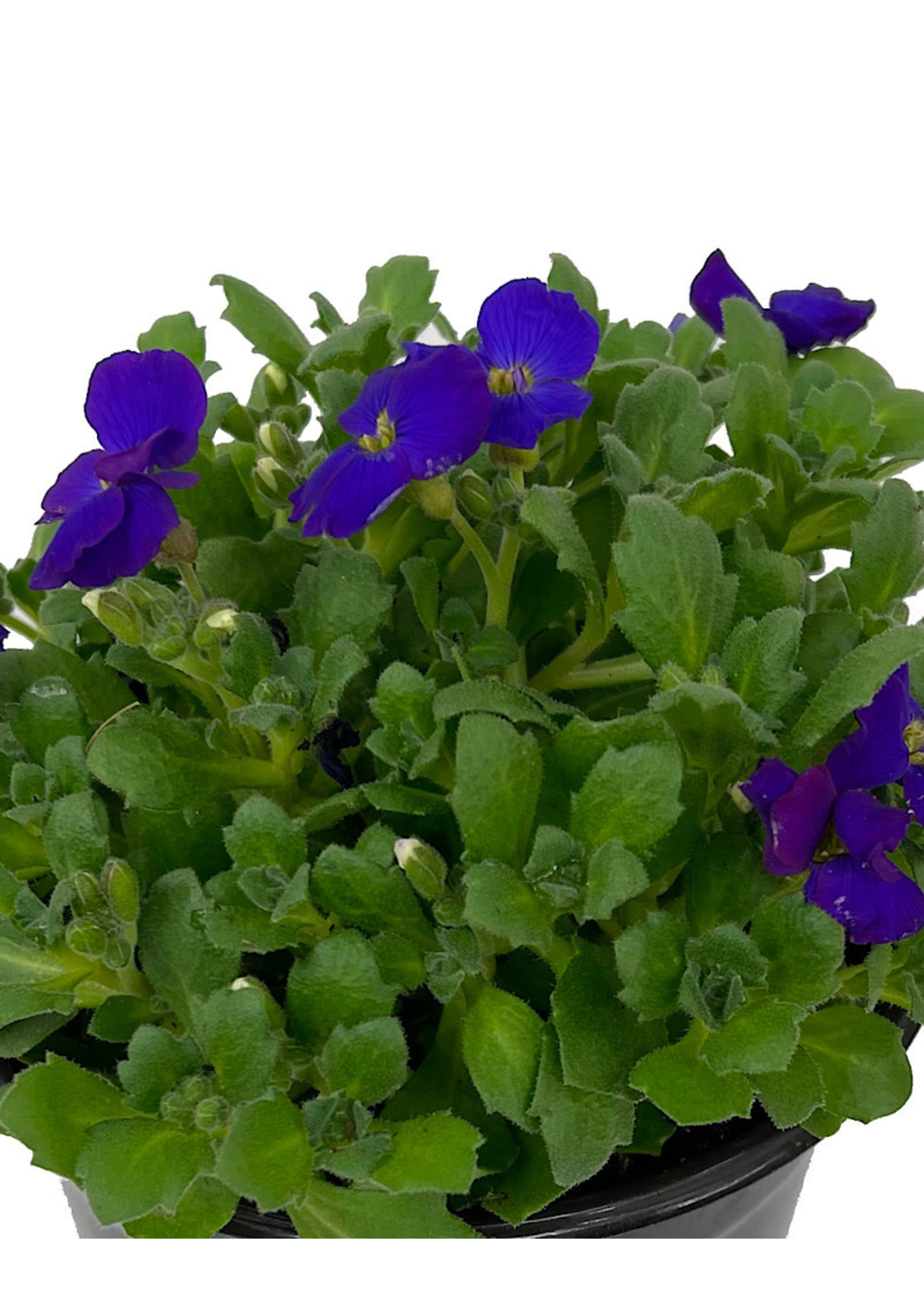 Aubrieta 'Axcent Deep Purple' Quart