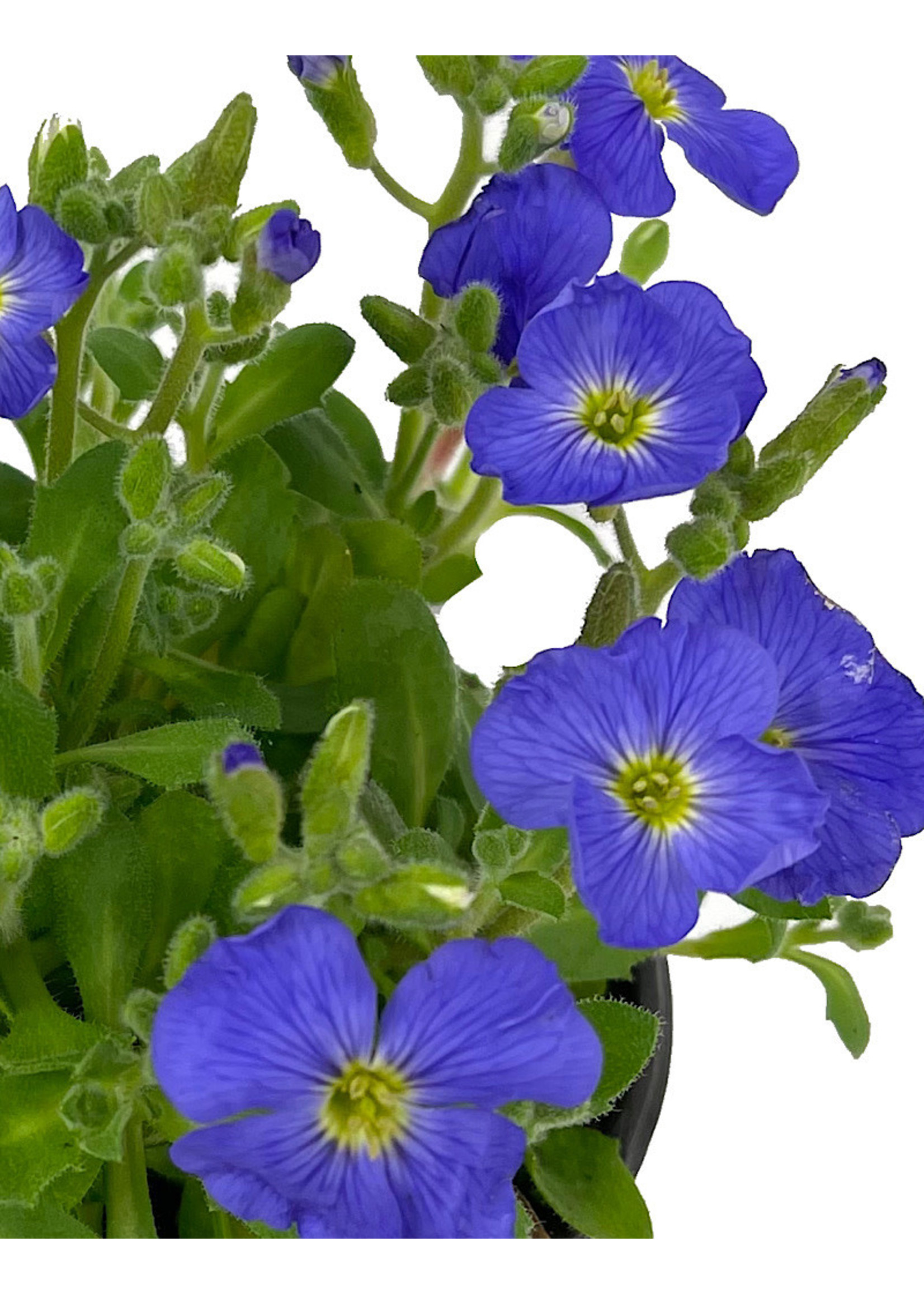 Aubrieta 'Axcent Light Blue' Quart