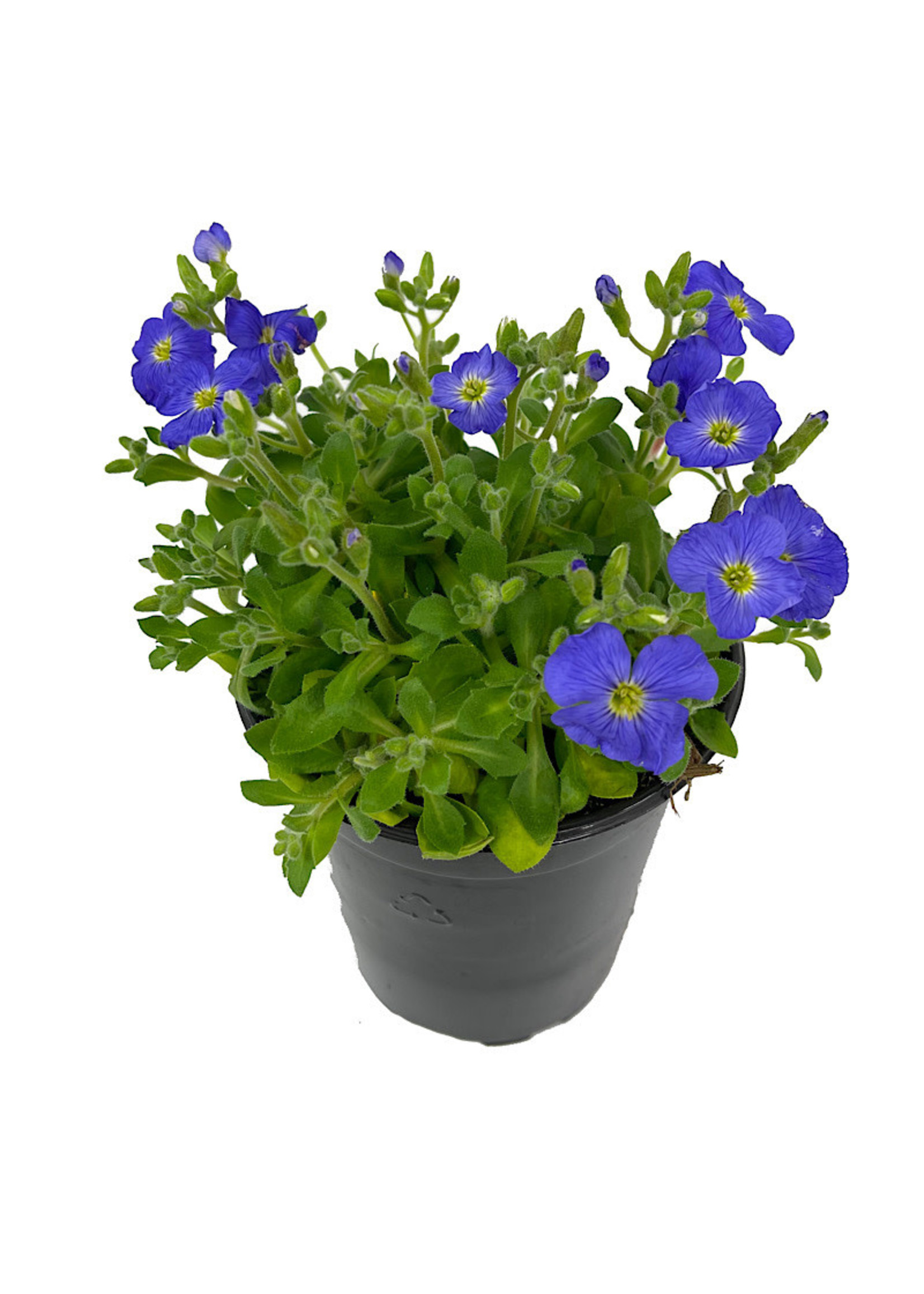 Aubrieta 'Axcent Light Blue' Quart