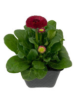 Bellis p. 'Tasso Red' 4 inch