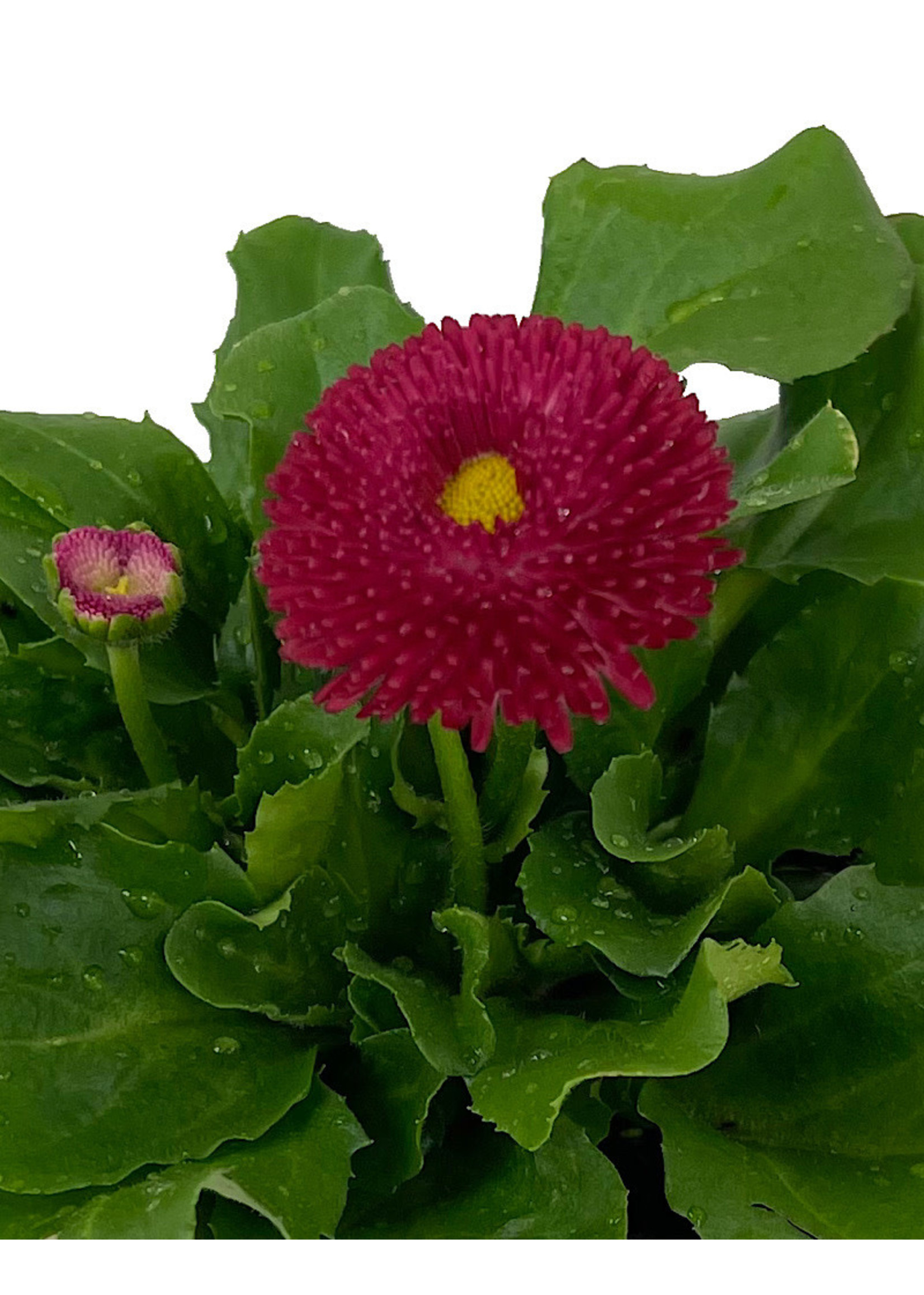 Bellis p. 'Tasso Red' 4 inch