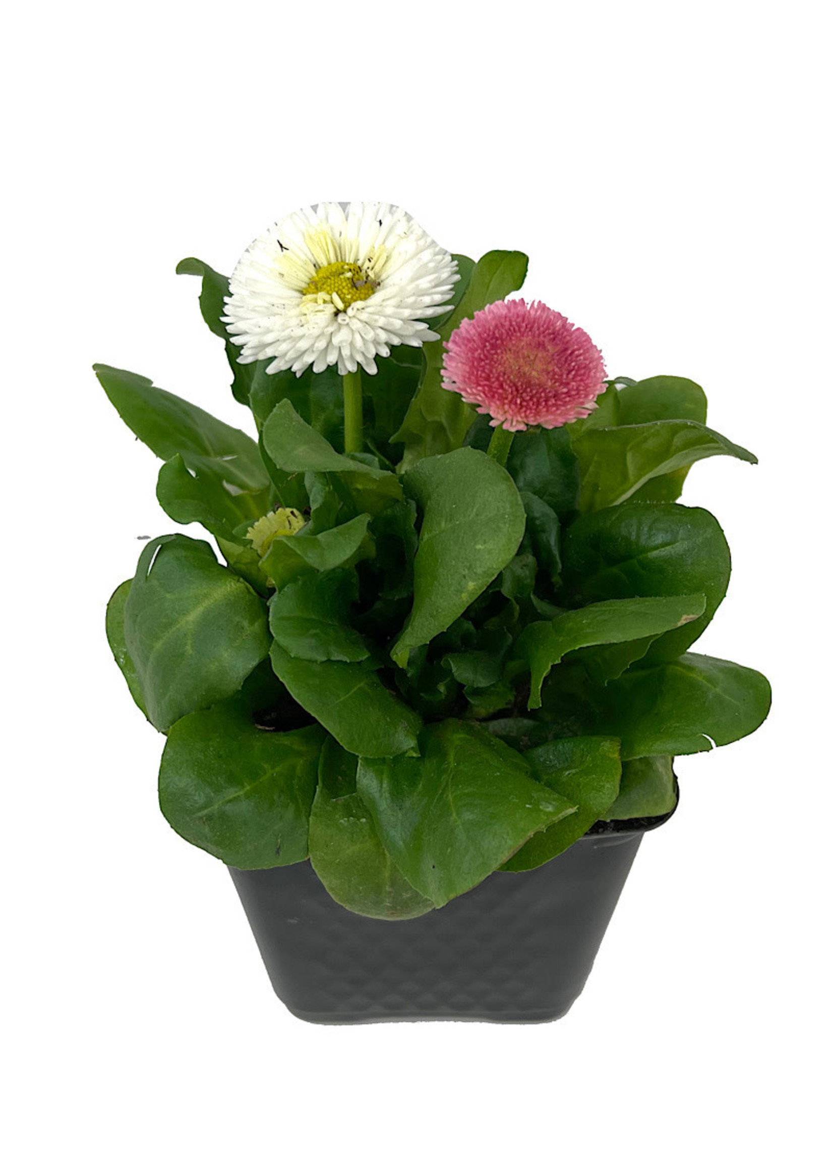 Bellis p. 'Tasso Mix' 4 Inch