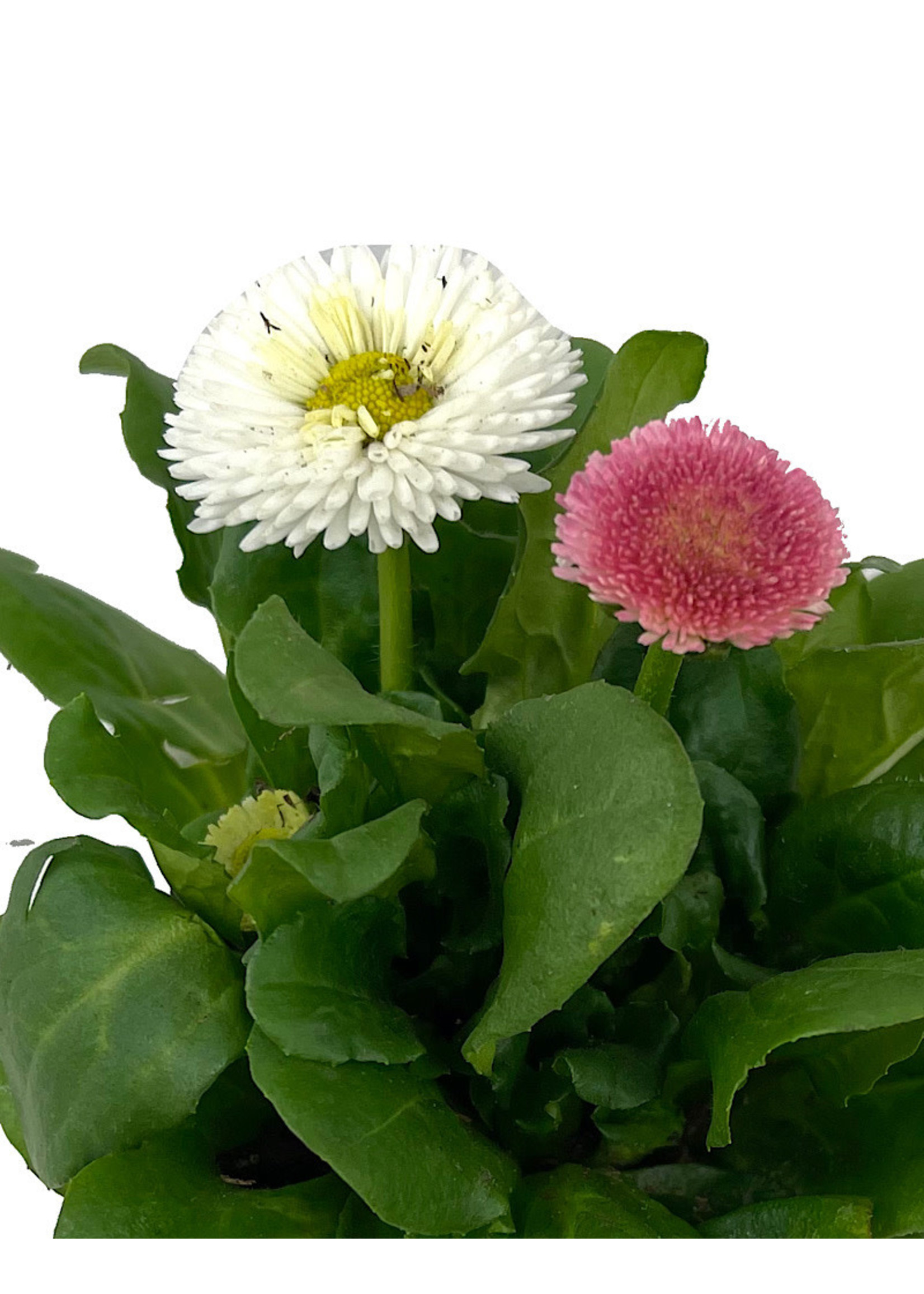 Bellis p. 'Tasso Mix' 4 Inch