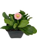 Bellis p. 'Tasso Strawberries & Cream' 4 Inch