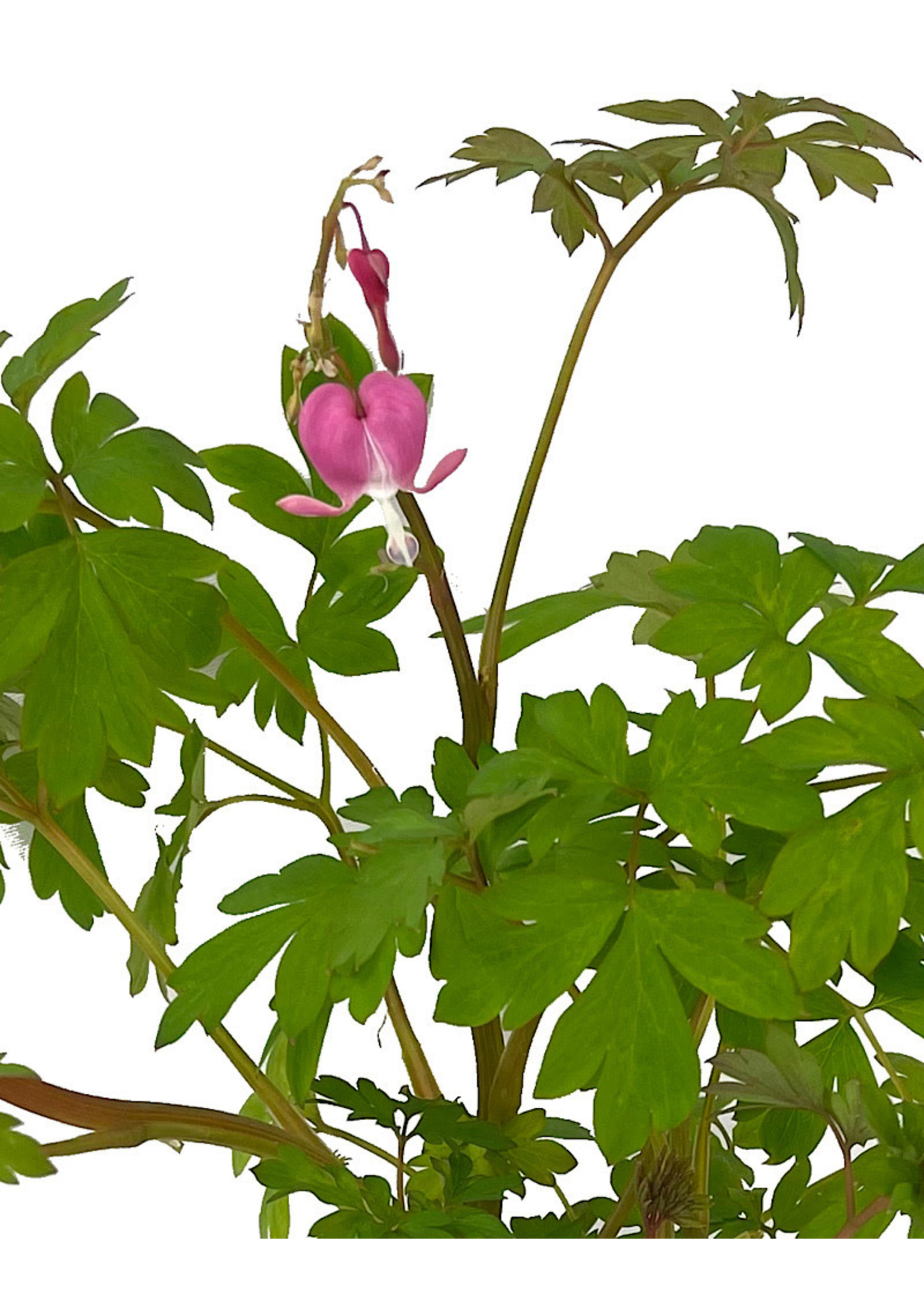 Dicentra spectabilis