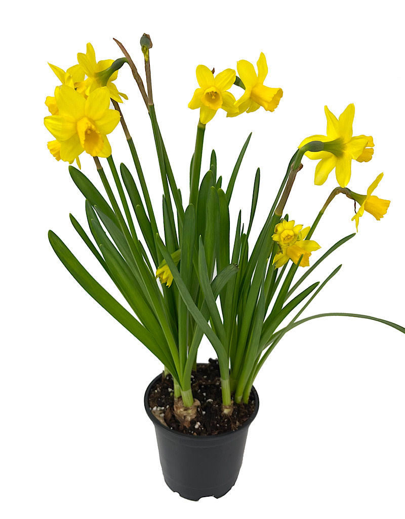 Narcissus 'Tete-a-Tete' - The Garden Corner