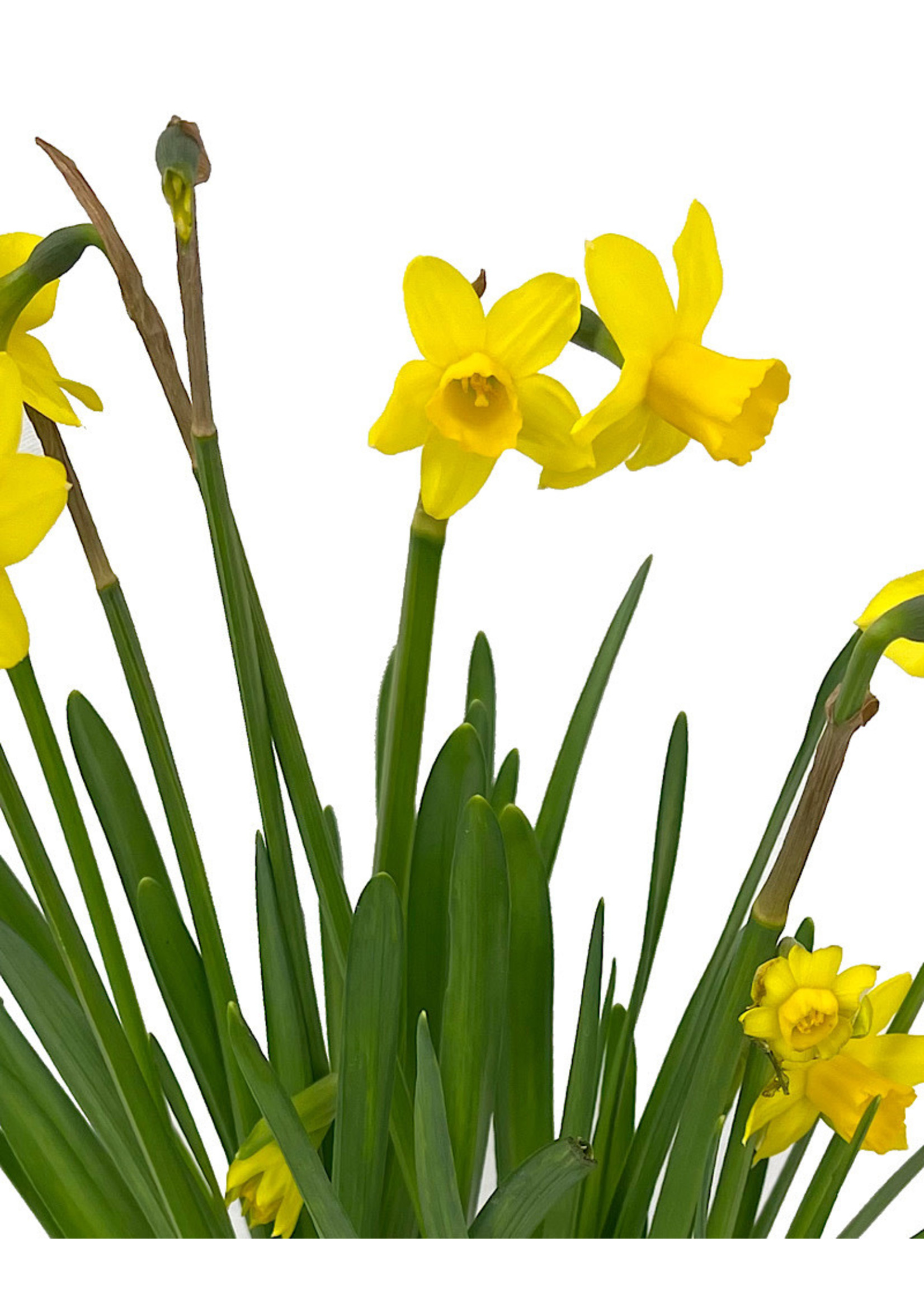 Narcissus 'Tete-a-Tete' - The Garden Corner