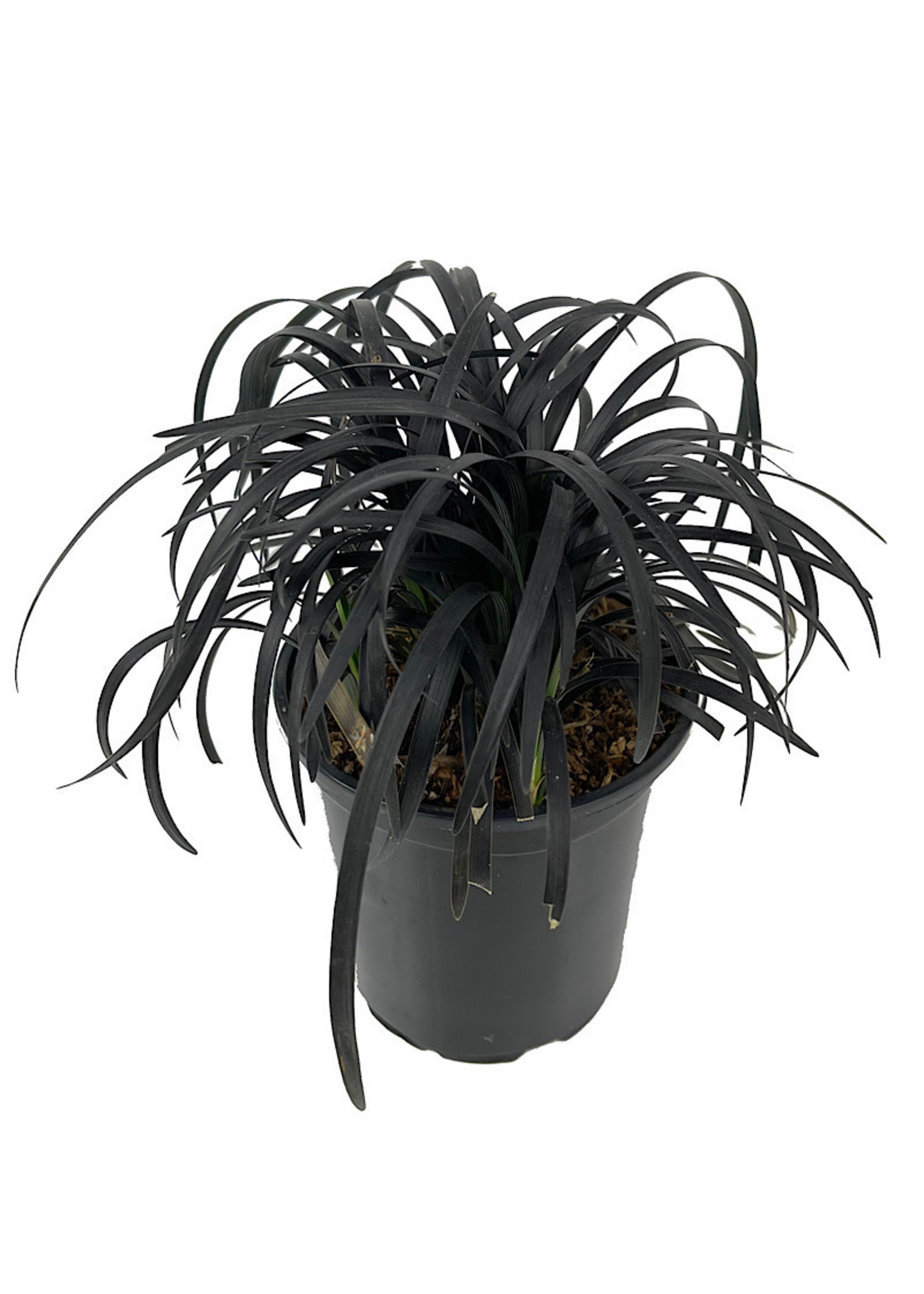 Ophiopogon planiscapus 'Nigrescens' Quart