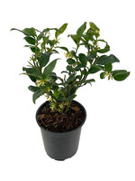 Sarcococca ruscifolia Quart