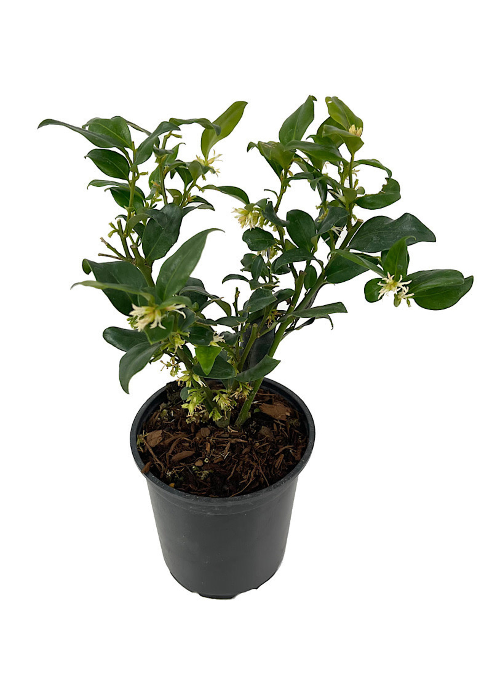 Sarcococca ruscifolia Quart