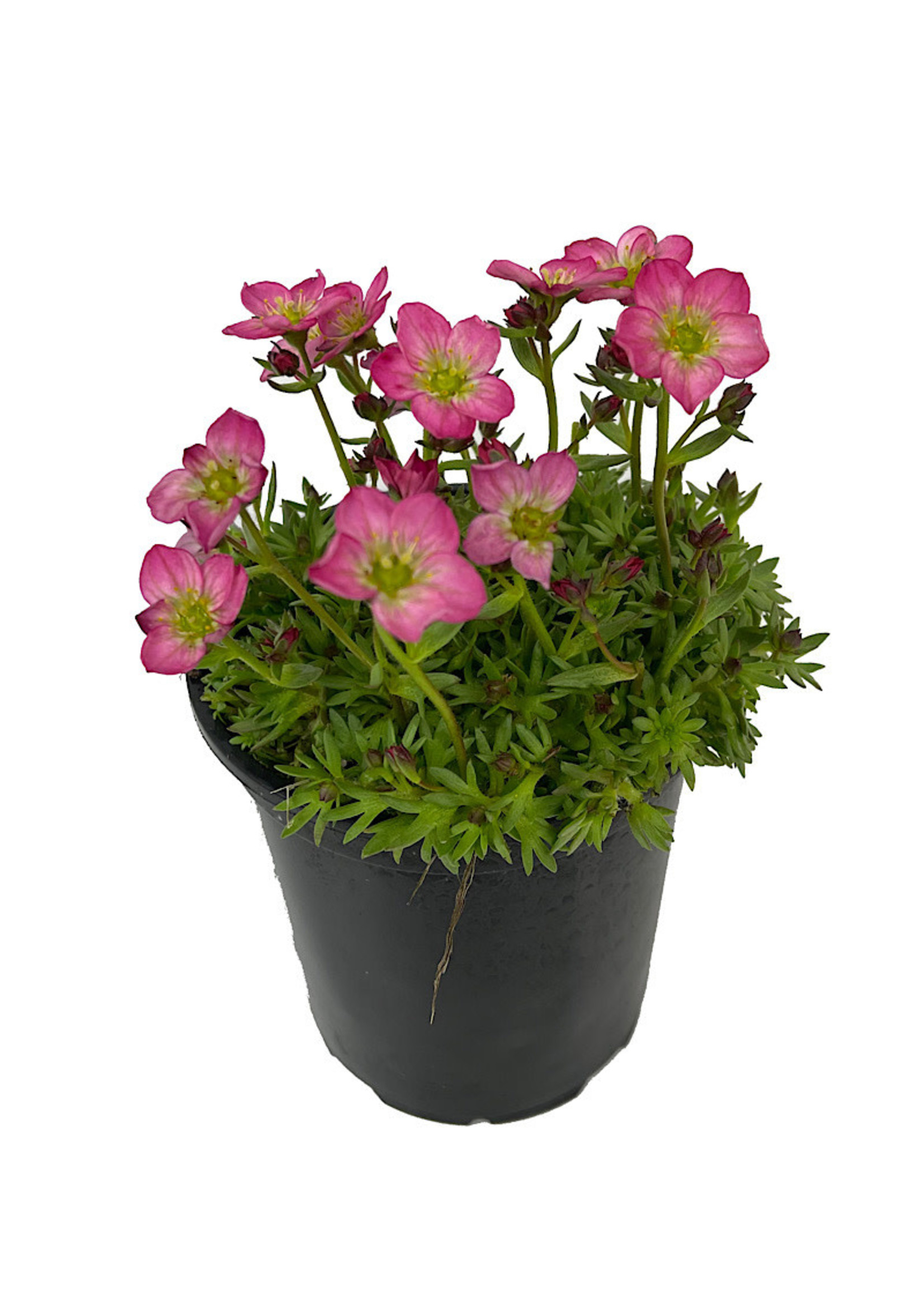 Saxifraga 'Alpino Early Magic Salmon' Quart