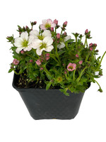 Saxifraga 'Alpino White' 4 inch