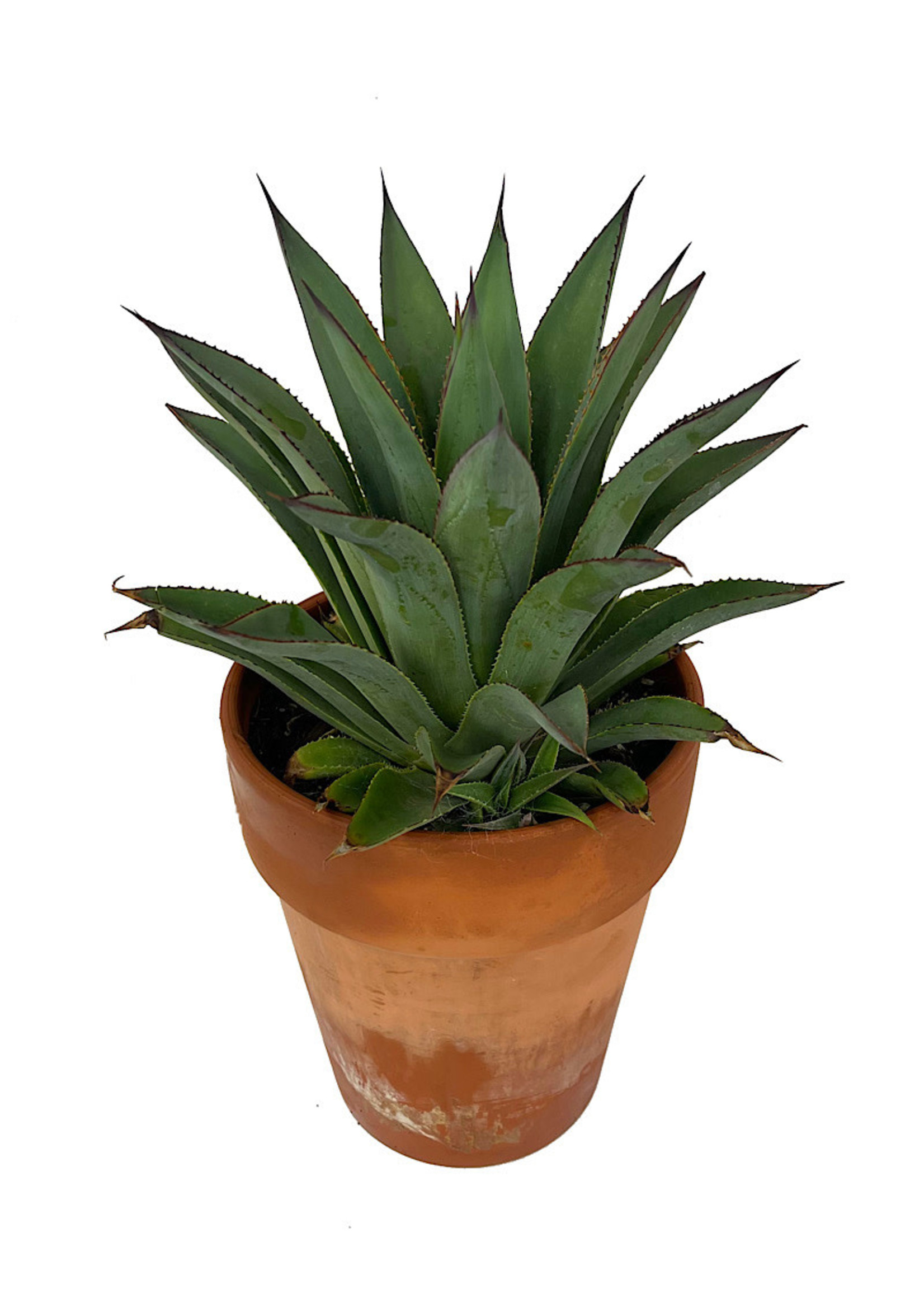 Agave ocahui x attenuata 'Fountain Surprise' 1 Gallon