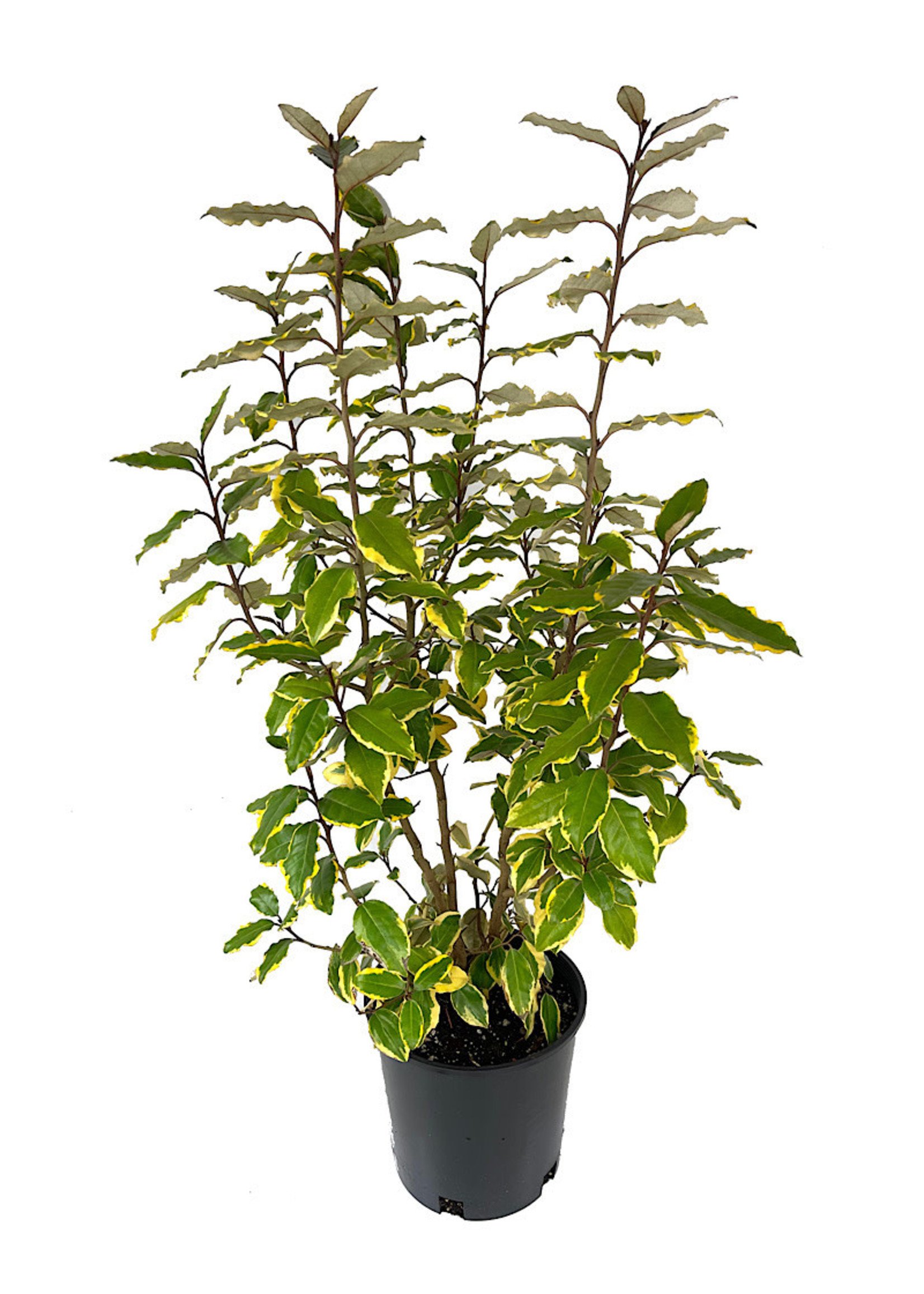 Elaeagnus x e. 'Olive Martini' 2 Gallon