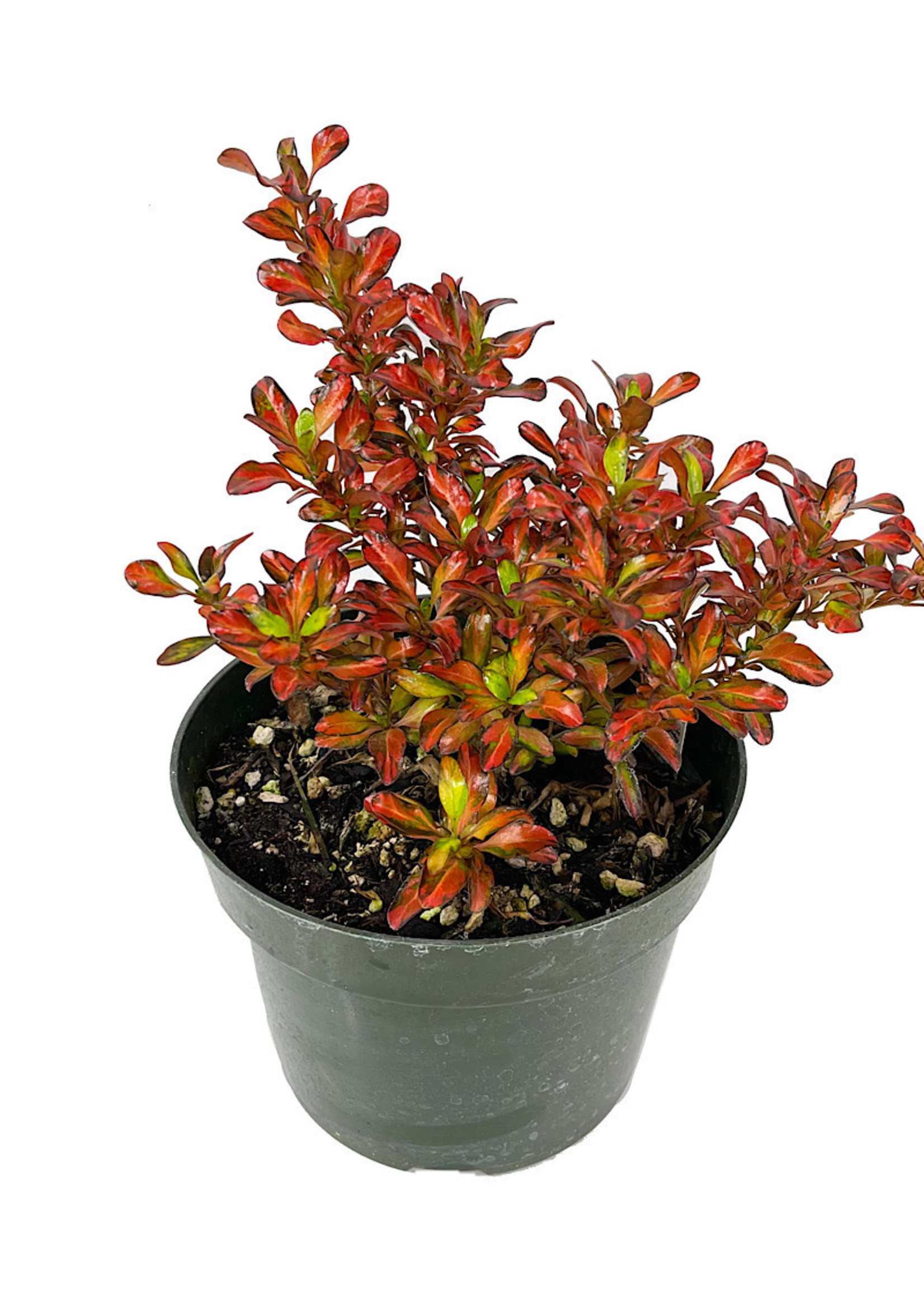 Coprosma 'Evening Glow' Quart