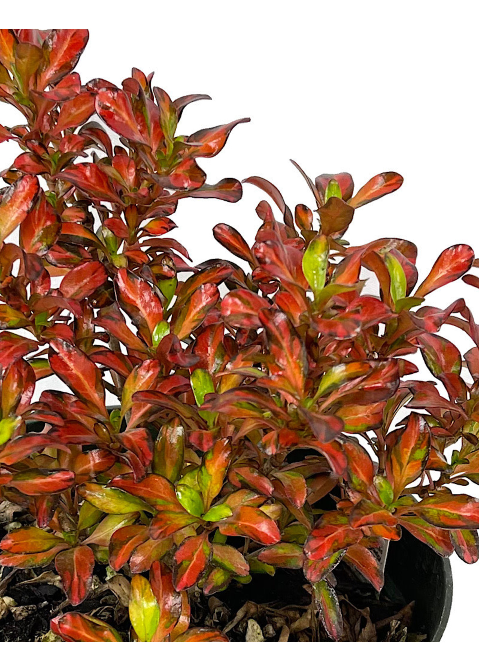 Coprosma 'Evening Glow' Quart