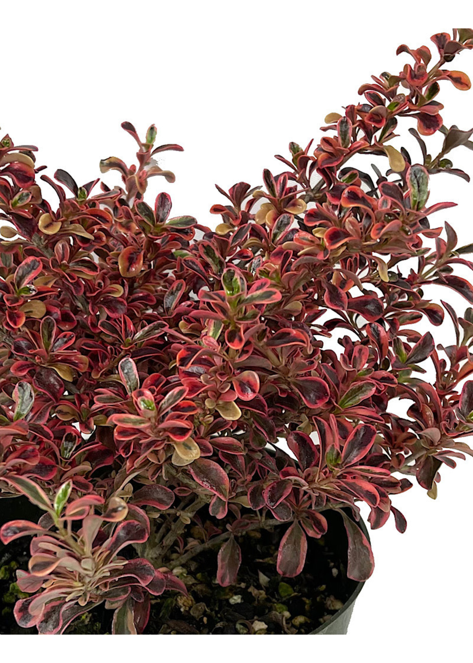 Coprosma 'Rainbow Surprise' Quart