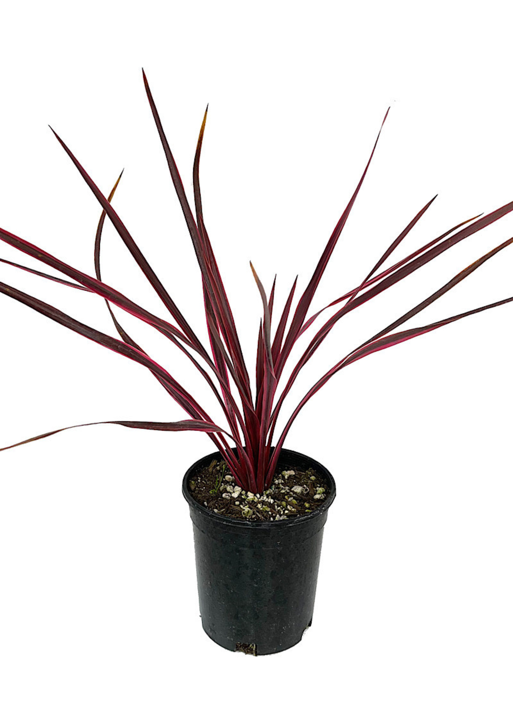 Cordyline a. 'Cherry Sensation' 1 Gallon