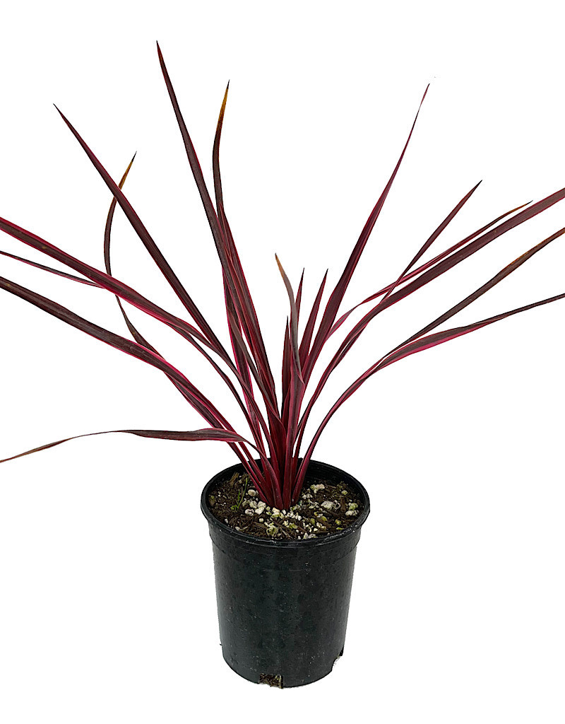 Cordyline a. 'Cherry Sensation' 1 Gallon The Garden Corner