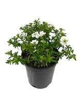 Iberis sempervirens ‘Purity' 1 Gallon