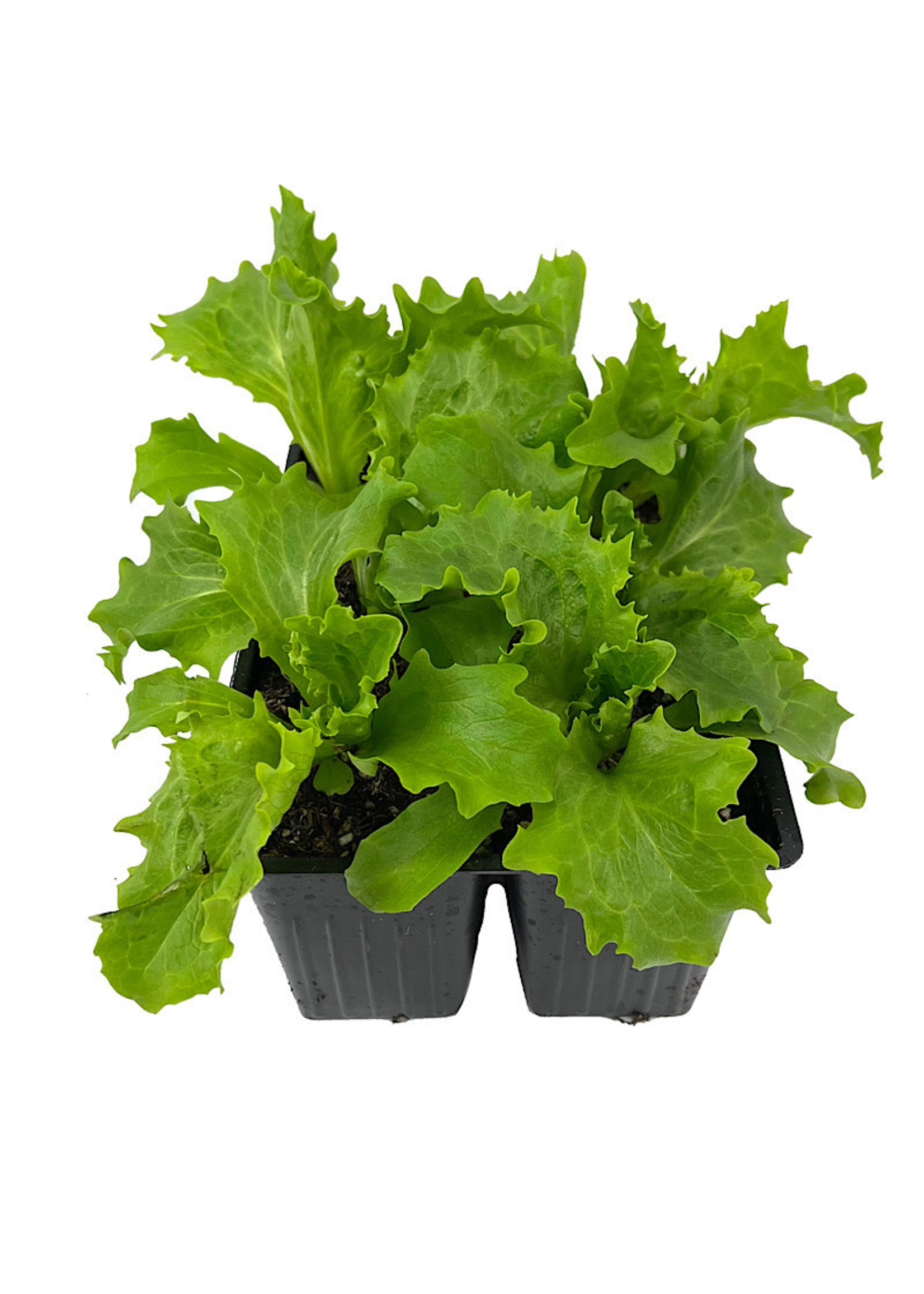 Lettuce 'Great Lakes Iceberg' Jumbo Traypack