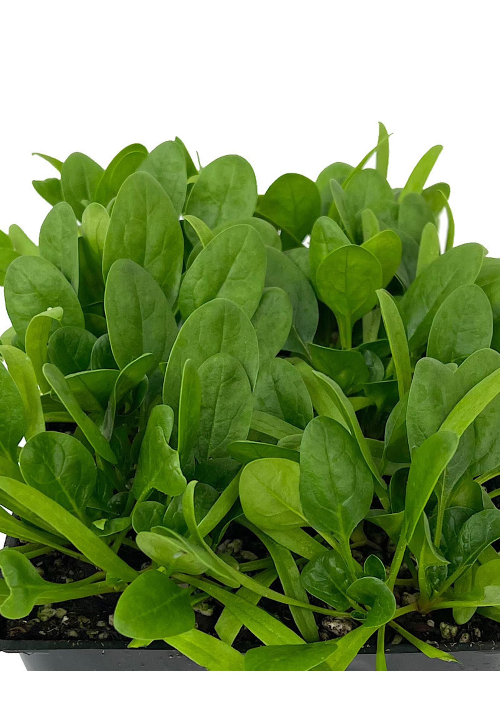 Spinach 'Olympia' Jumbo Traypack