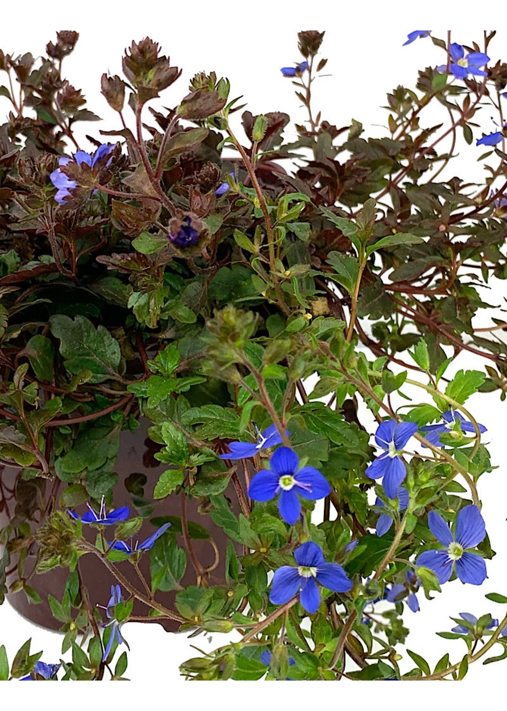 Veronica peduncularis 'Georgia Blue' 4 Inch