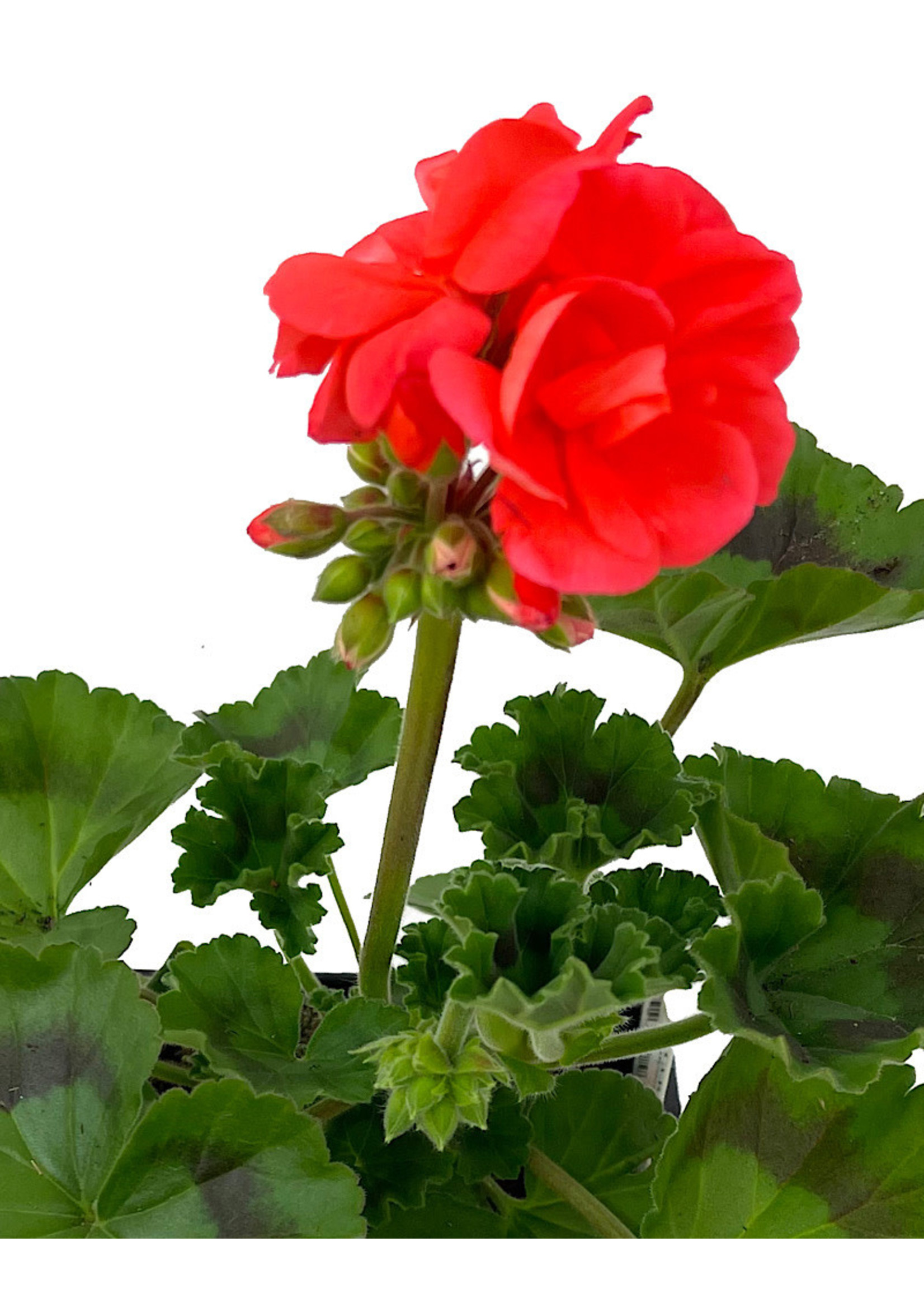 Geranium Zonal 'Tango Orange' 4 Inch