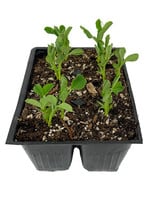 Peas 'Sugar Sprint Snap Pea' Jumbo Traypack