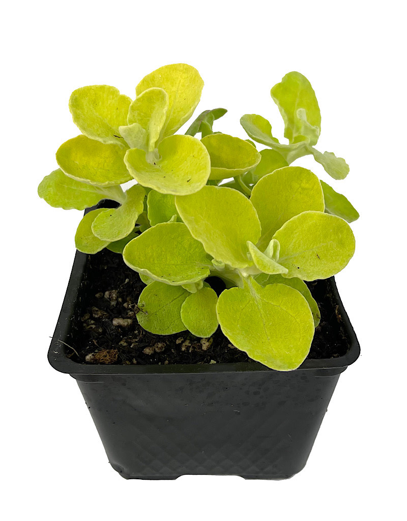 Helichrysum 'Lemon Licorice' 4 inch The Garden Corner