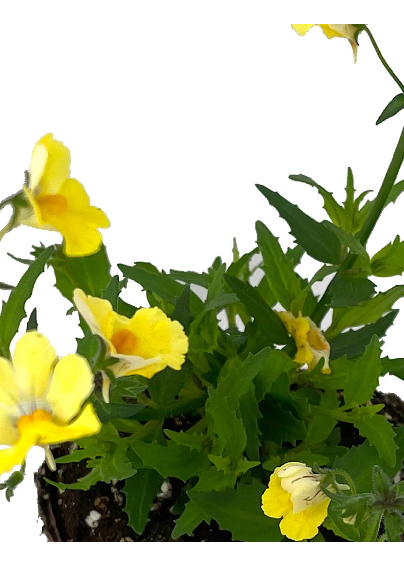 Nemesia 'Sunsatia Lemon Improved' 4 Inch