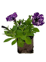 Petunia 'Surprise Sparkle Purple' 4 Inch