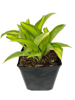 Hosta 'Moonstruck' 1 Gallon