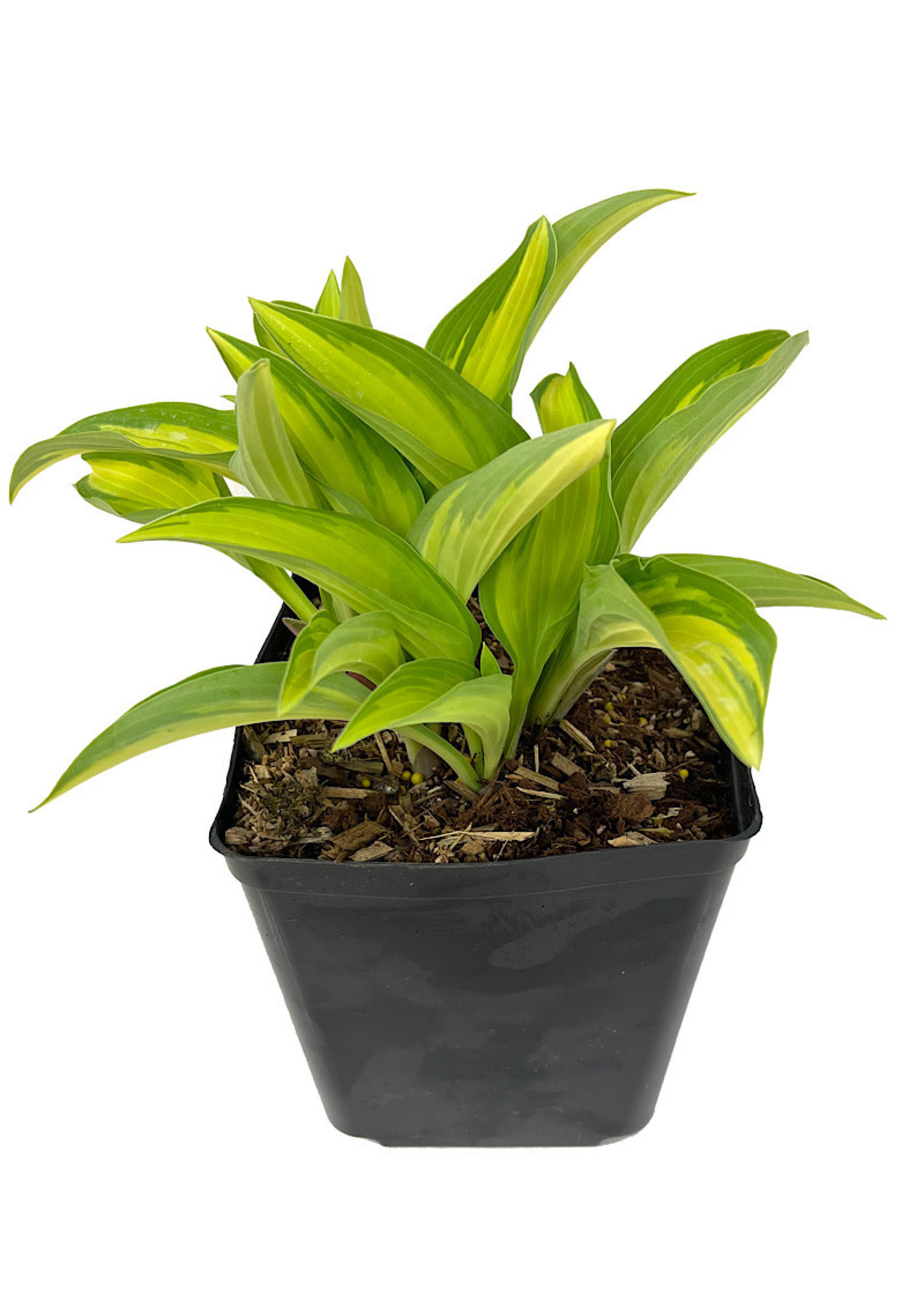 Hosta 'Moonstruck' 1 Gallon