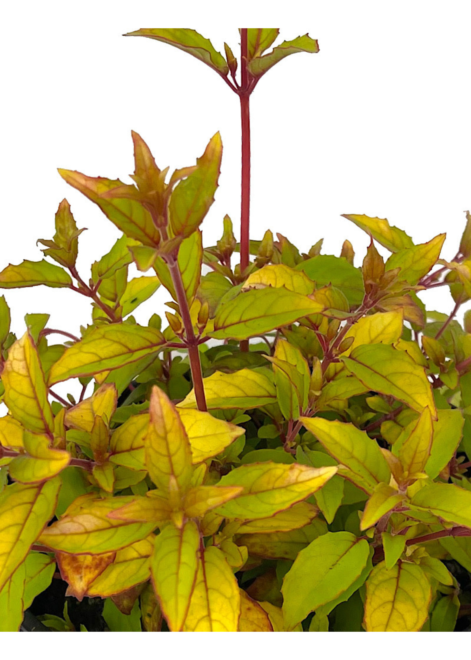 Fuchsia m. 'Aurea' 1 Gallon