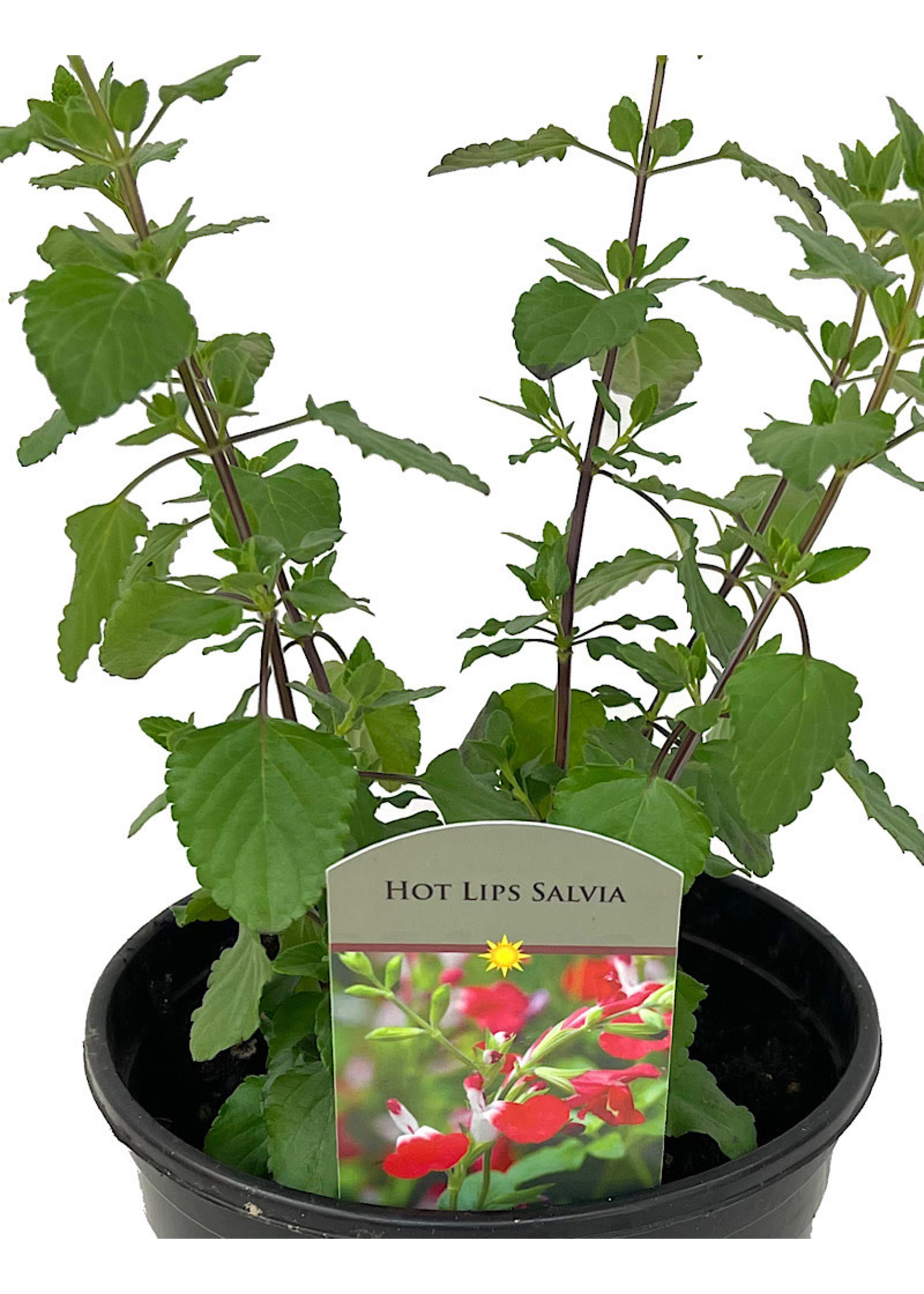 Salvia greggii 'Hot Lips' 1 Gallon
