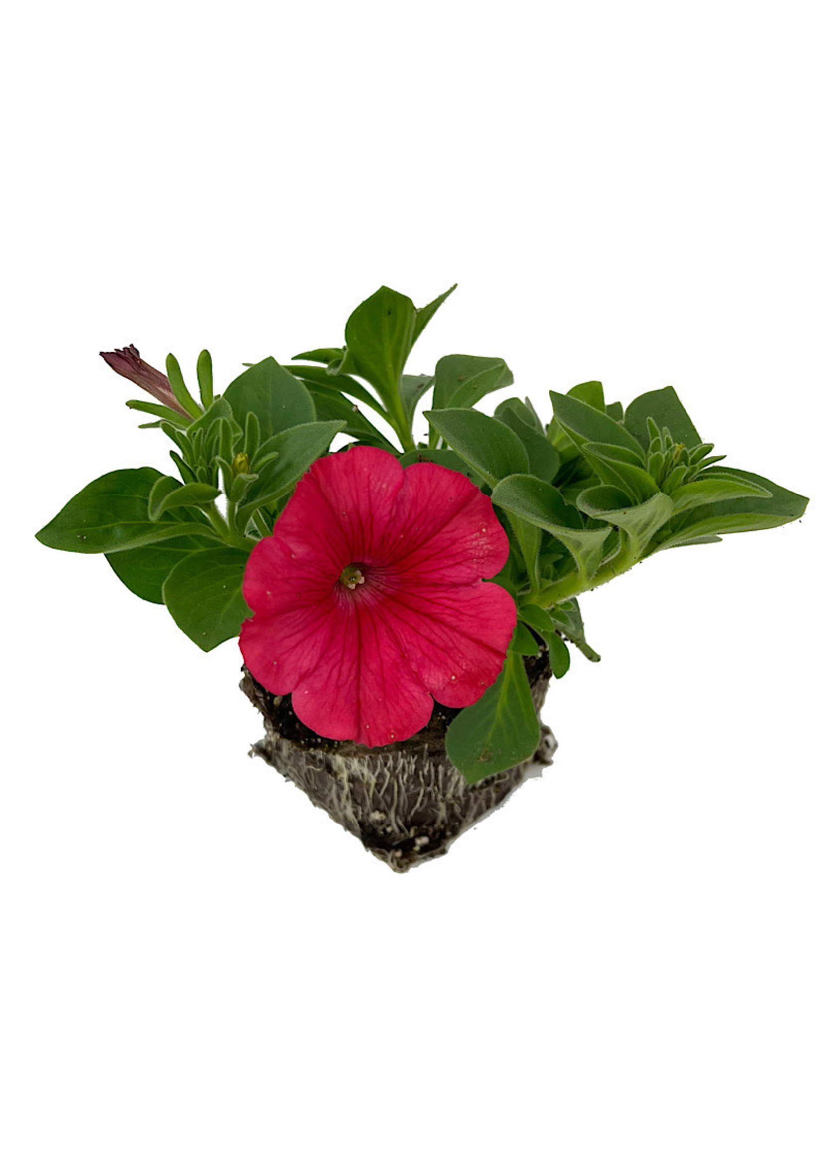 Petunia ‘ColorRush Watermelon Red’ 4 Inch