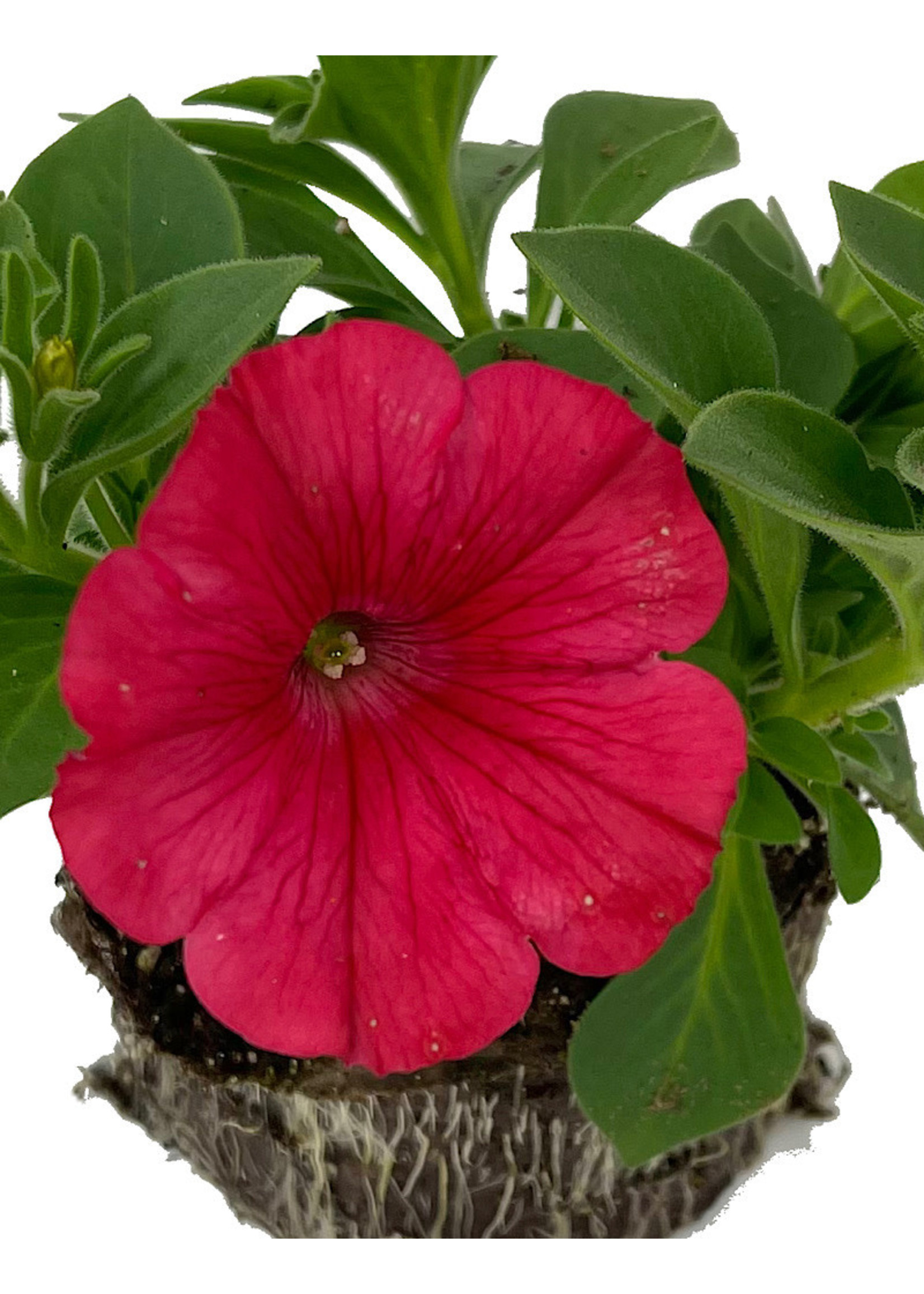 Petunia ‘ColorRush Watermelon Red’ 4 Inch